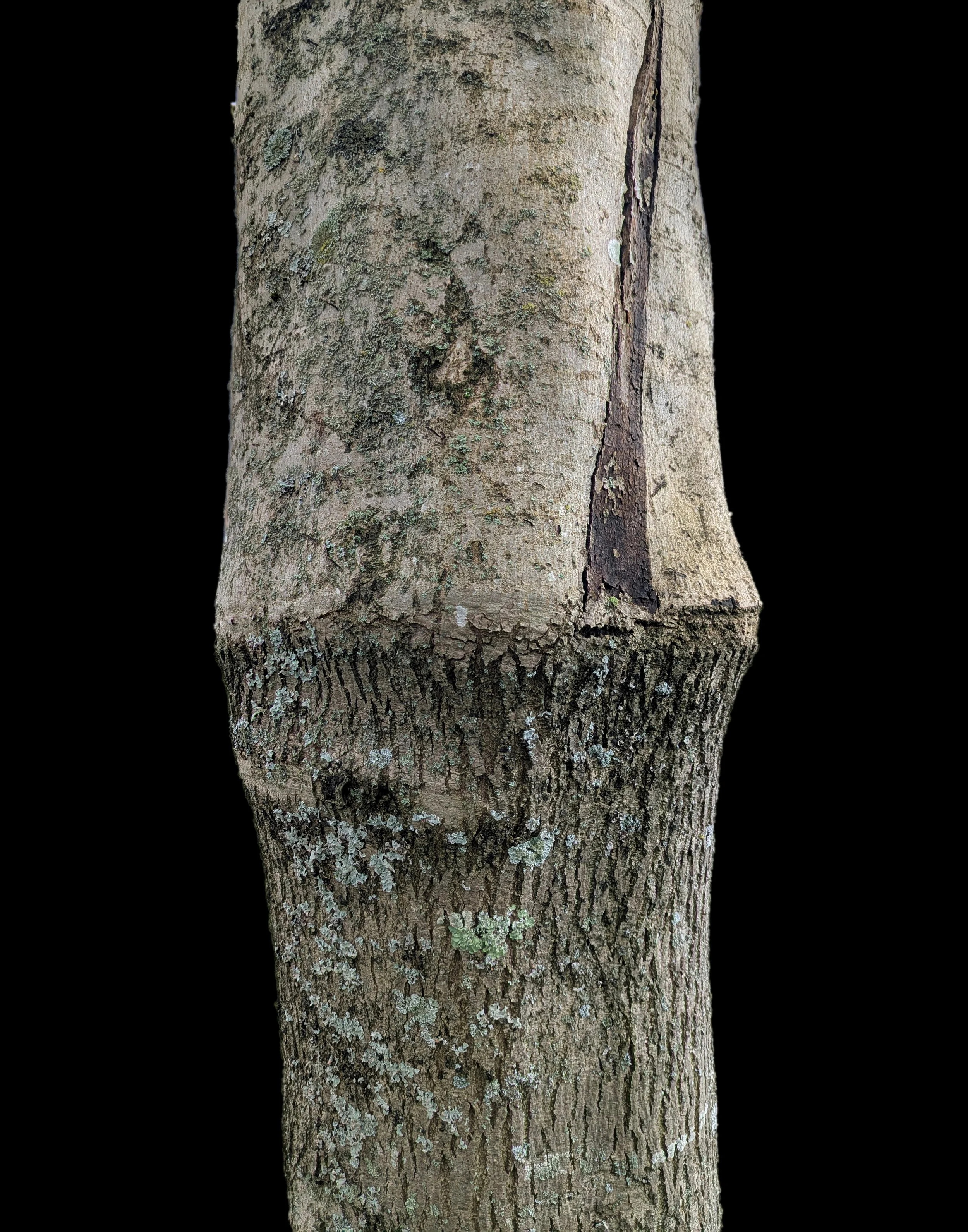 Grafted 1.jpg