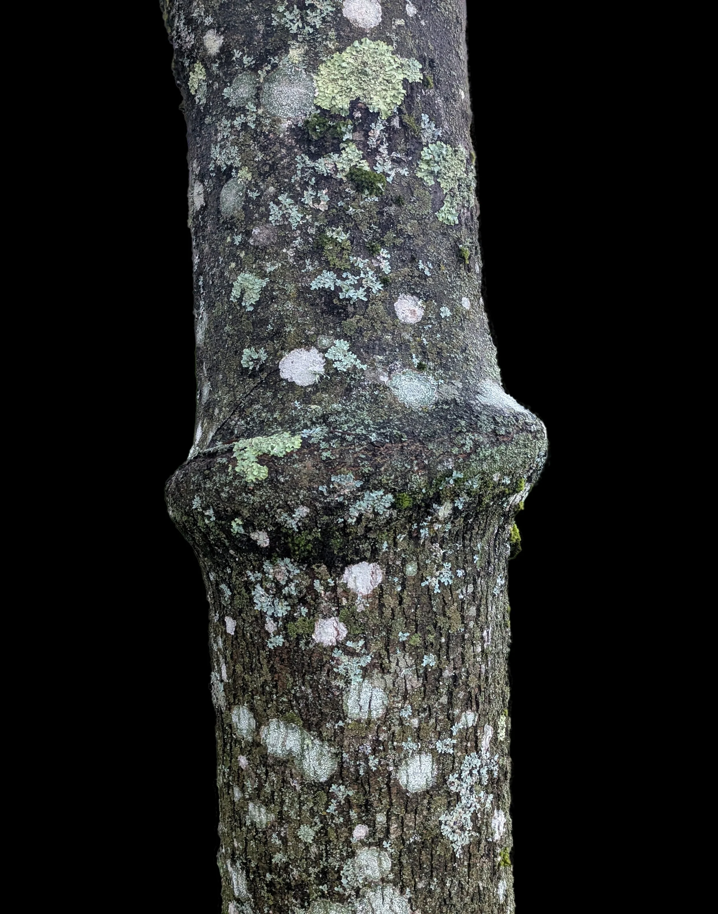 grafted 2.jpg