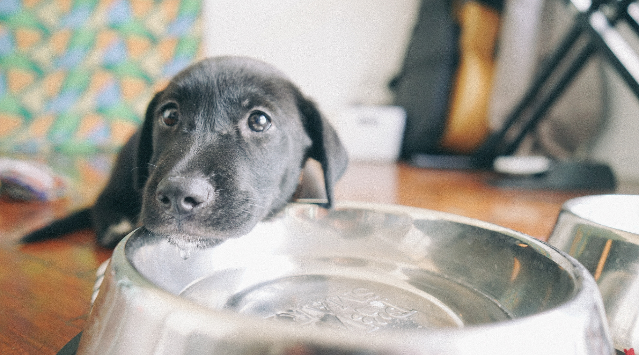 Beyond Brushing: Simple, Natural Dental Care for Your Dog