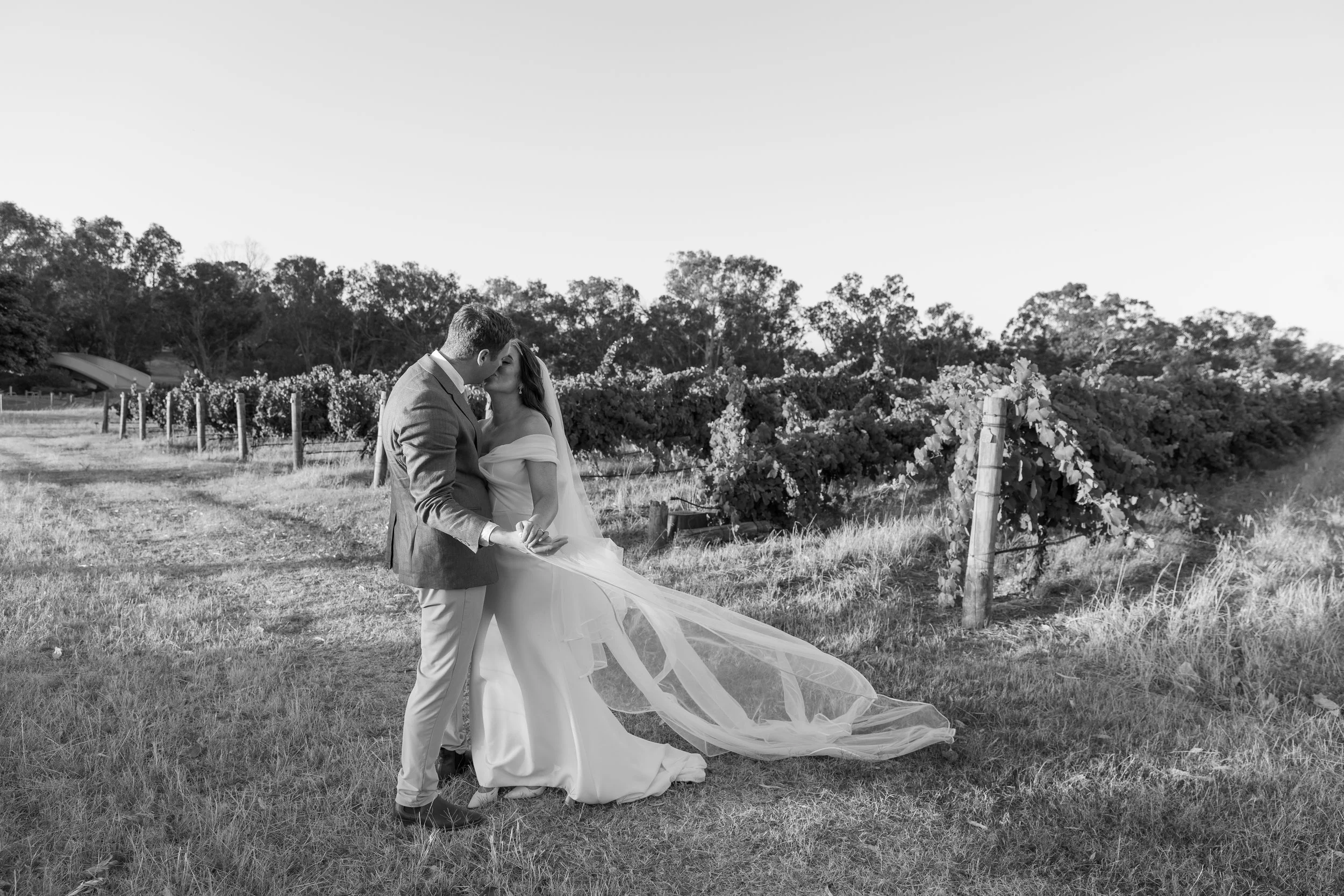 A couple, dressed in wedding attire, sharing a kiss in a vineyard setting during the day, with grapevines and trees in the background, in black and white.