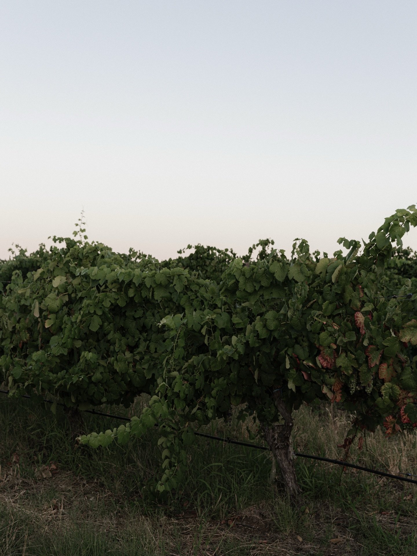 Are we in Europe? @sittellaweddings 🤍
.
.
.
.
.
.
.
.
Perth Wedding Photographer
WA Wedding Photographer
Perth Weddings
Wedding Venue
Winery Wedding Inspo
Reception details
Winery Wedding
Candid Wedding Photographer
Wedding inspo
#weddingphotography