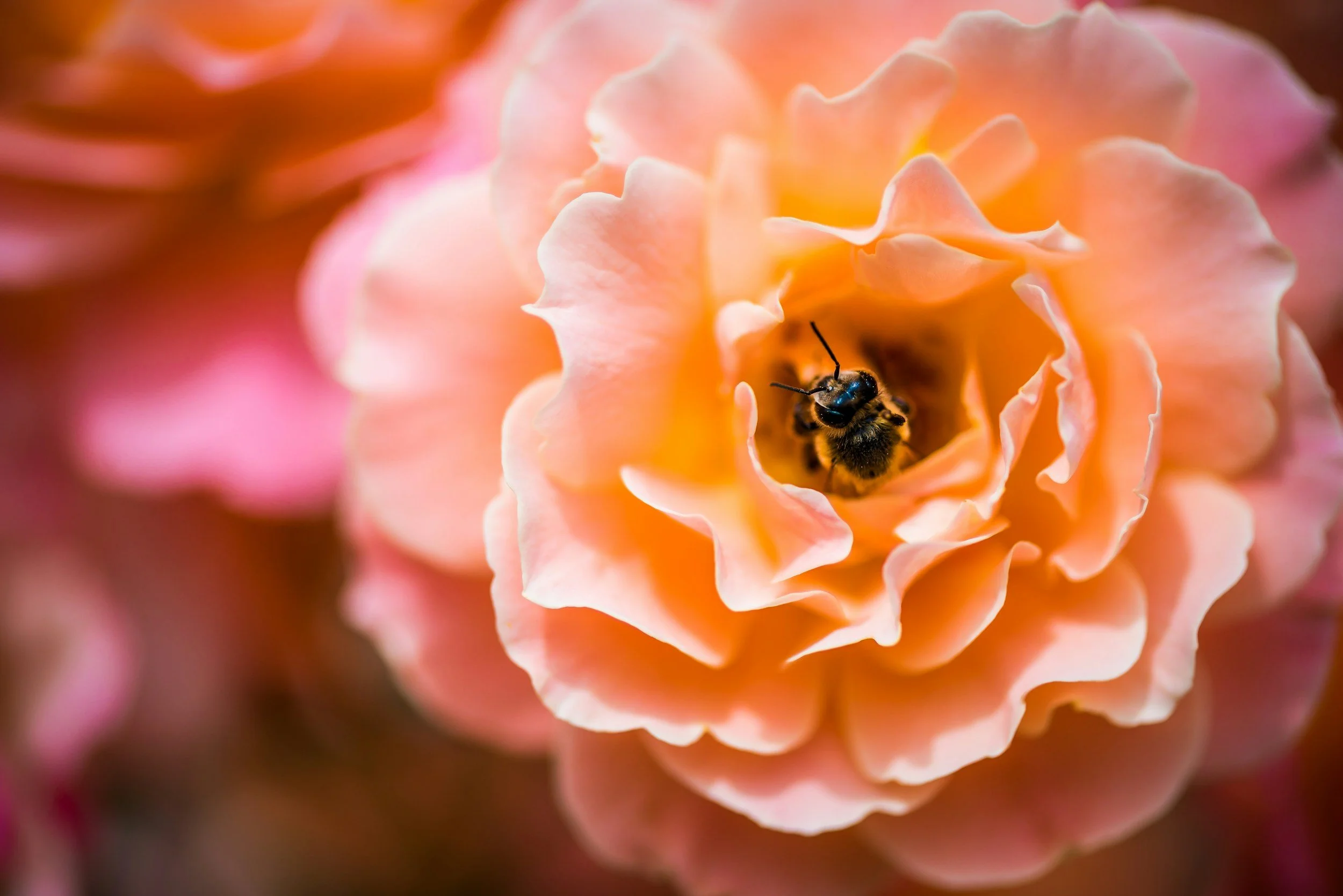 Close-up of a pink and peach-colored flower with a bee inside it.