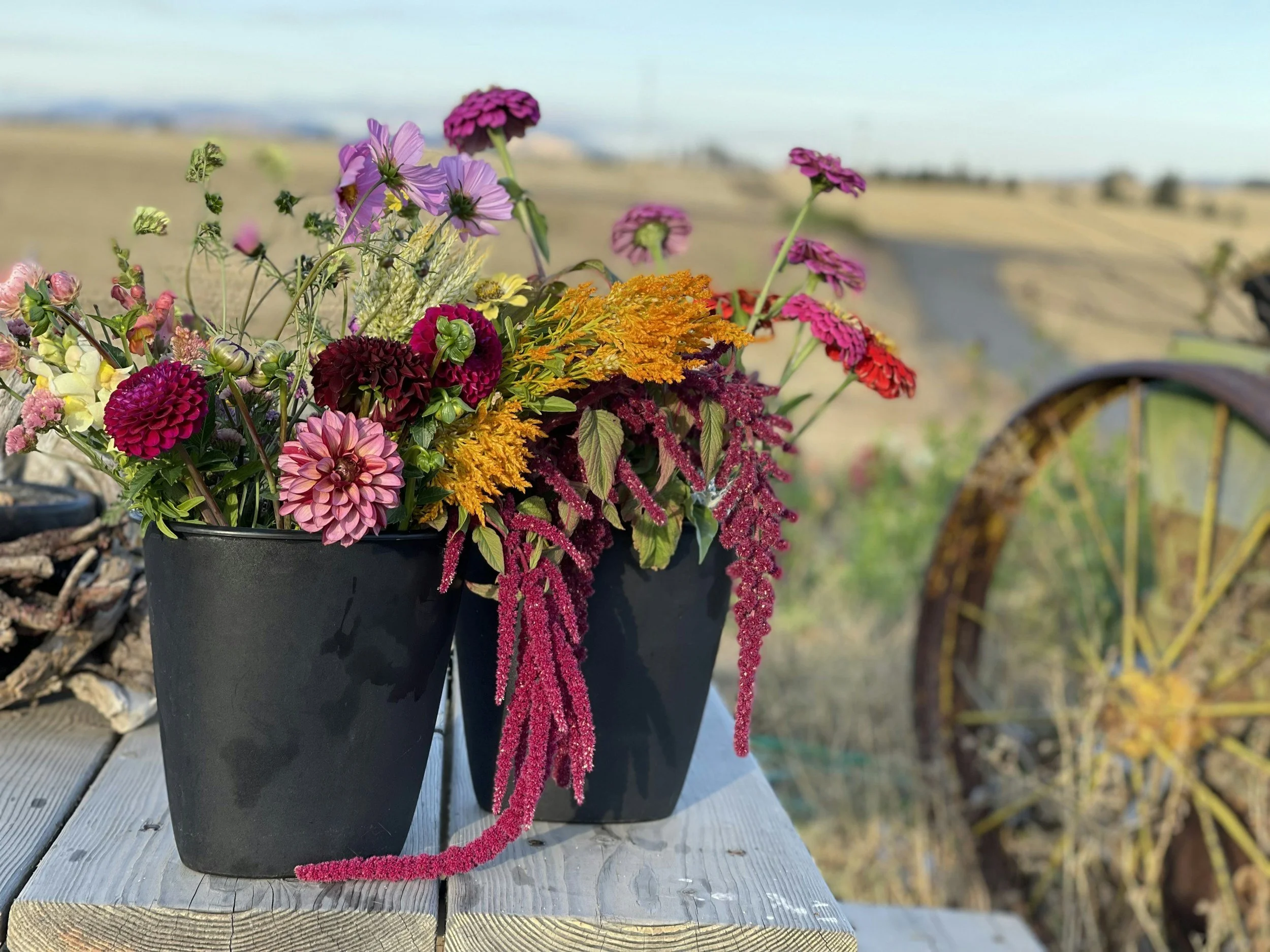 A black pot of colorful flowers including pink, purple, yellow, orange, and red blooms is placed on a wooden bench outdoors with a blurred landscape and blue sky in the background.