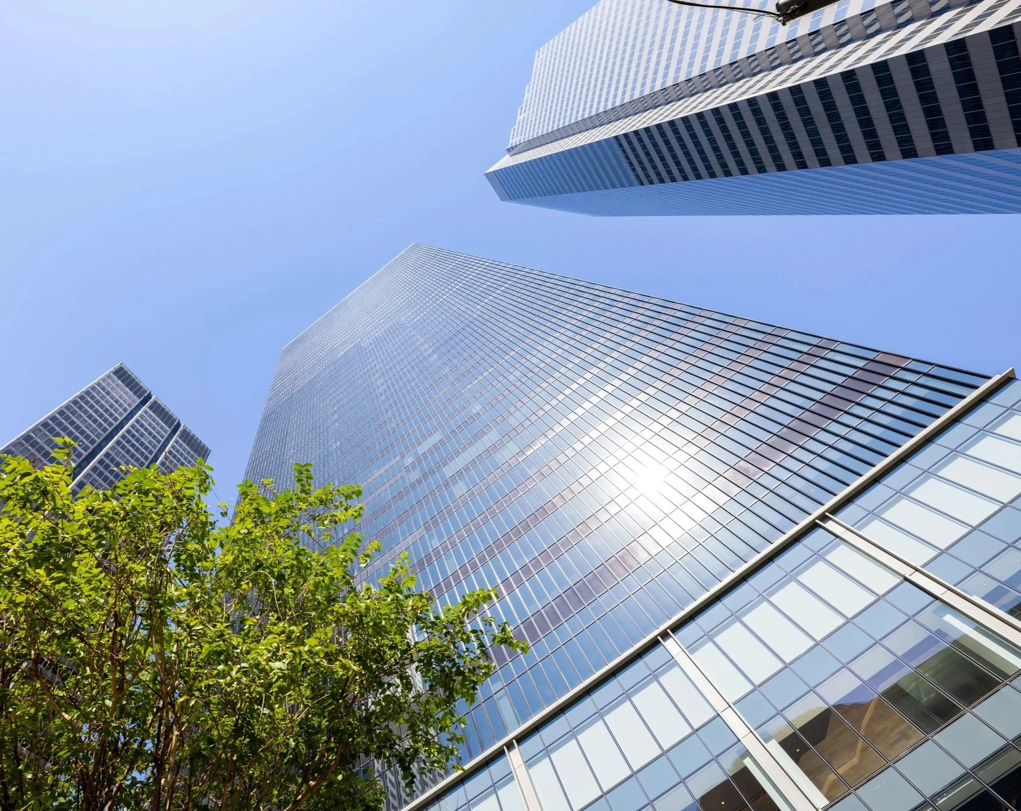 Looking up at three tall glass skyscrapers reflecting the blue sky and sunlight, with a green leafy tree in the foreground.