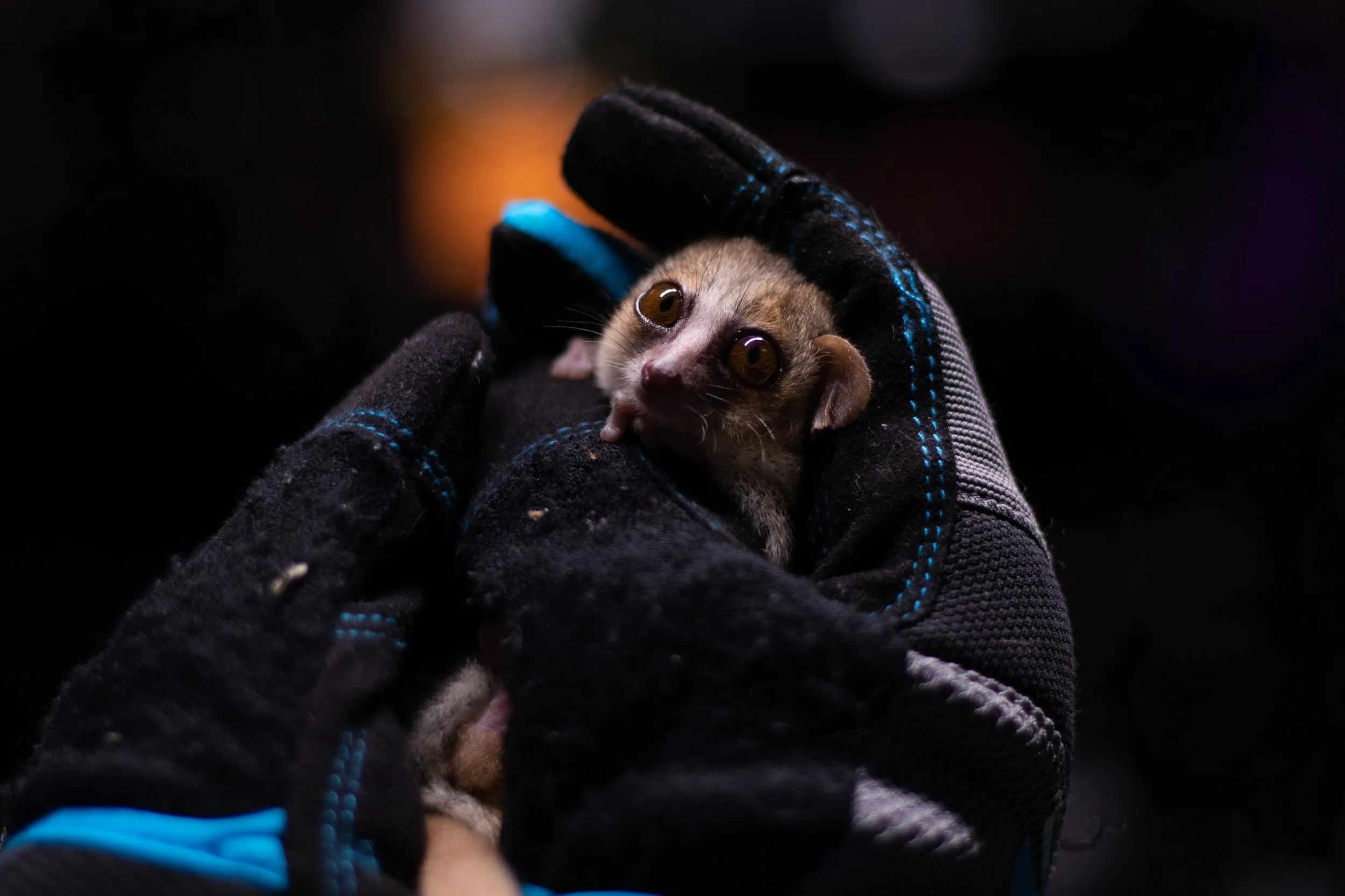 Peoples_DLC_research-67 copy.jpg