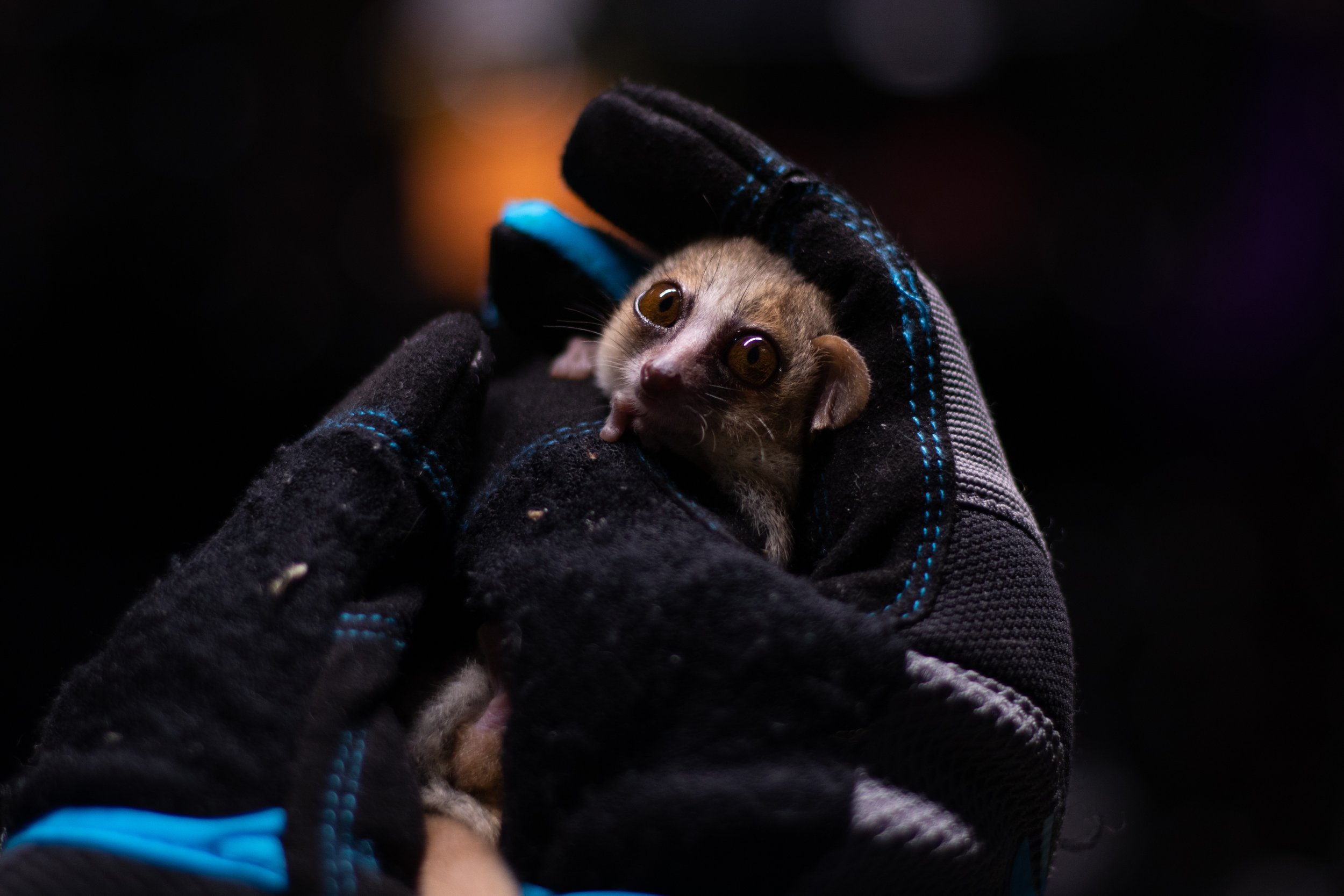 Peoples_DLC_research-67 copy.jpg