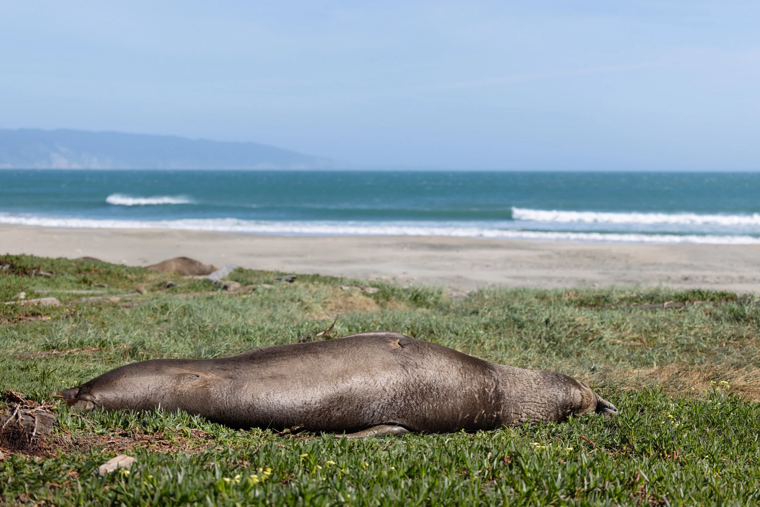 20260430_peoples_california-2.jpg