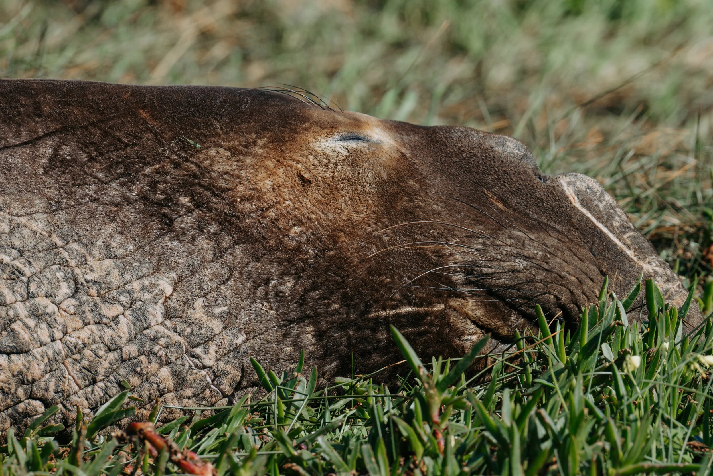 20260312_peoples_california-439.jpg