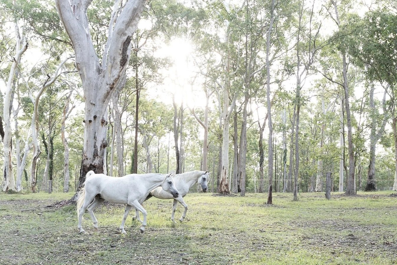 Two white horses walking through a sunlit forest with tall trees and green foliage.