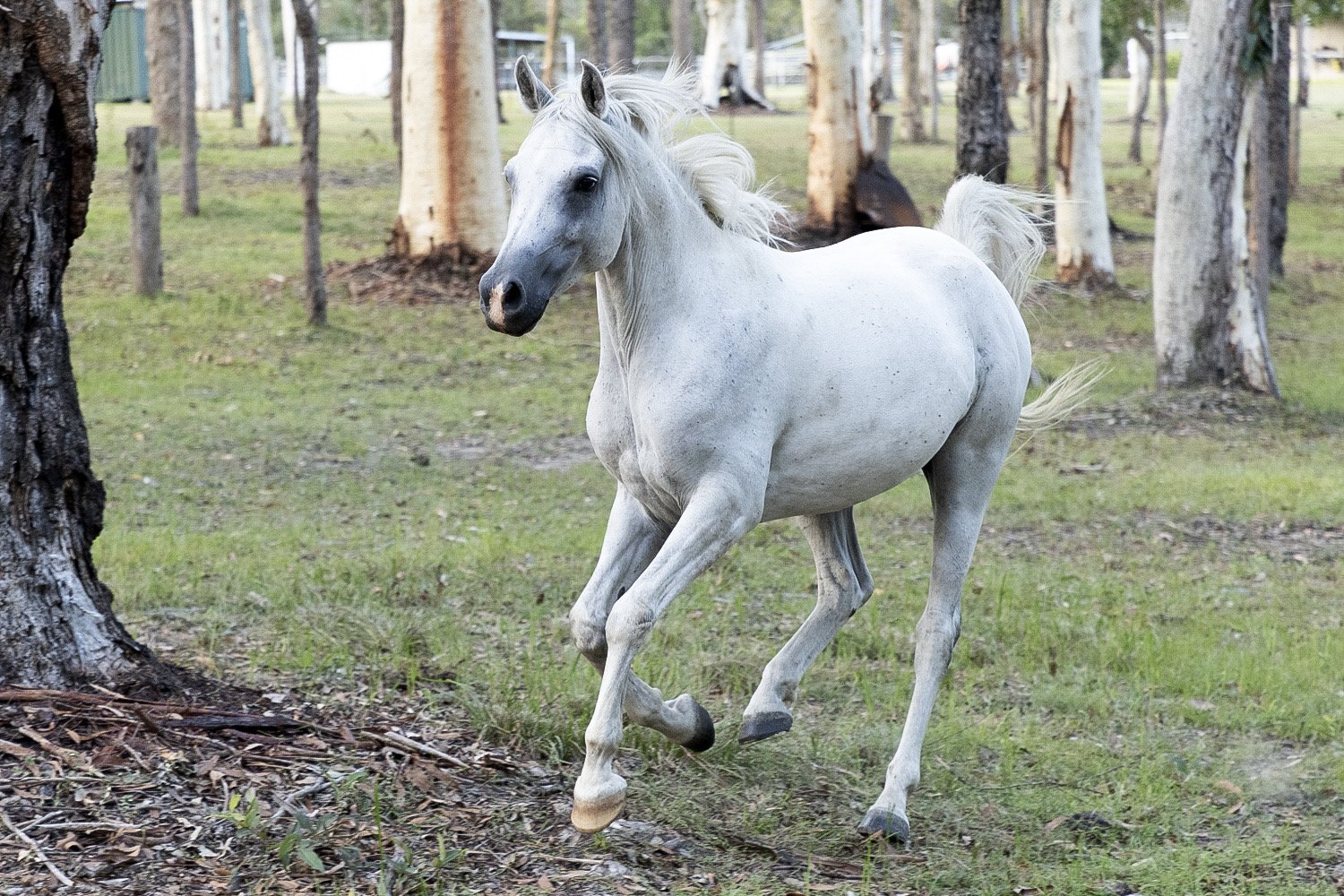 A white horse running through a forest, with trees and grass in the background.