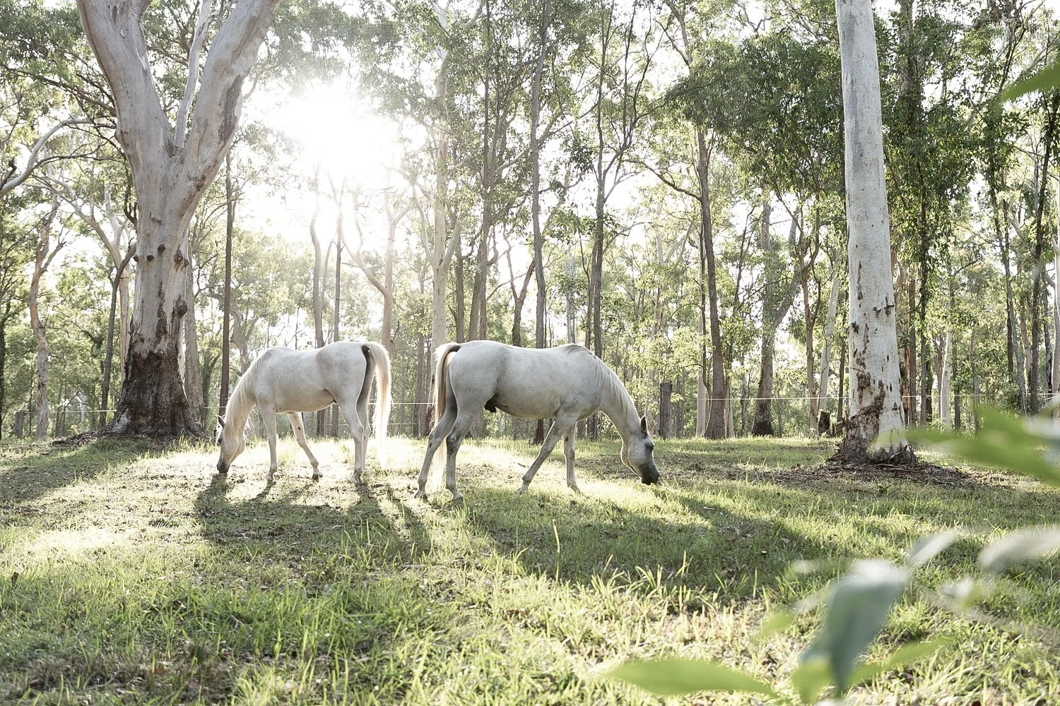 Two white horses grazing in a sunlit forest with tall trees and green foliage.