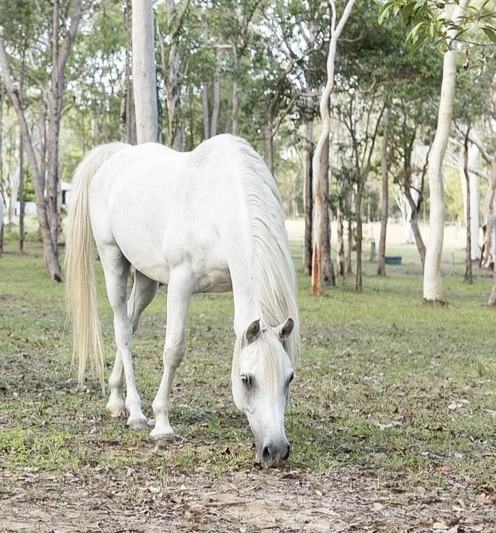 A white horse grazing in a wooded area with trees and grass.