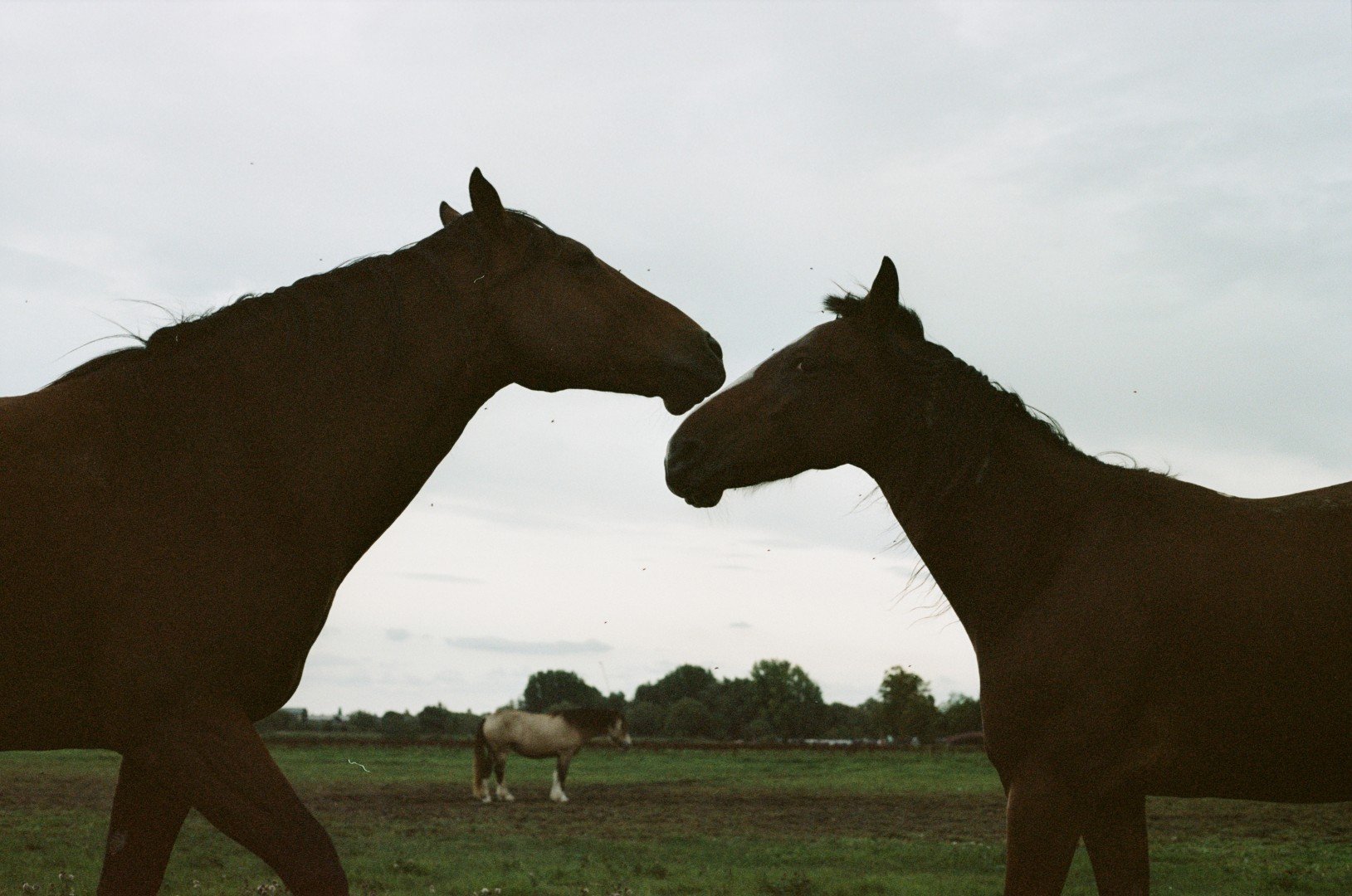 Port Meadow, Oxford