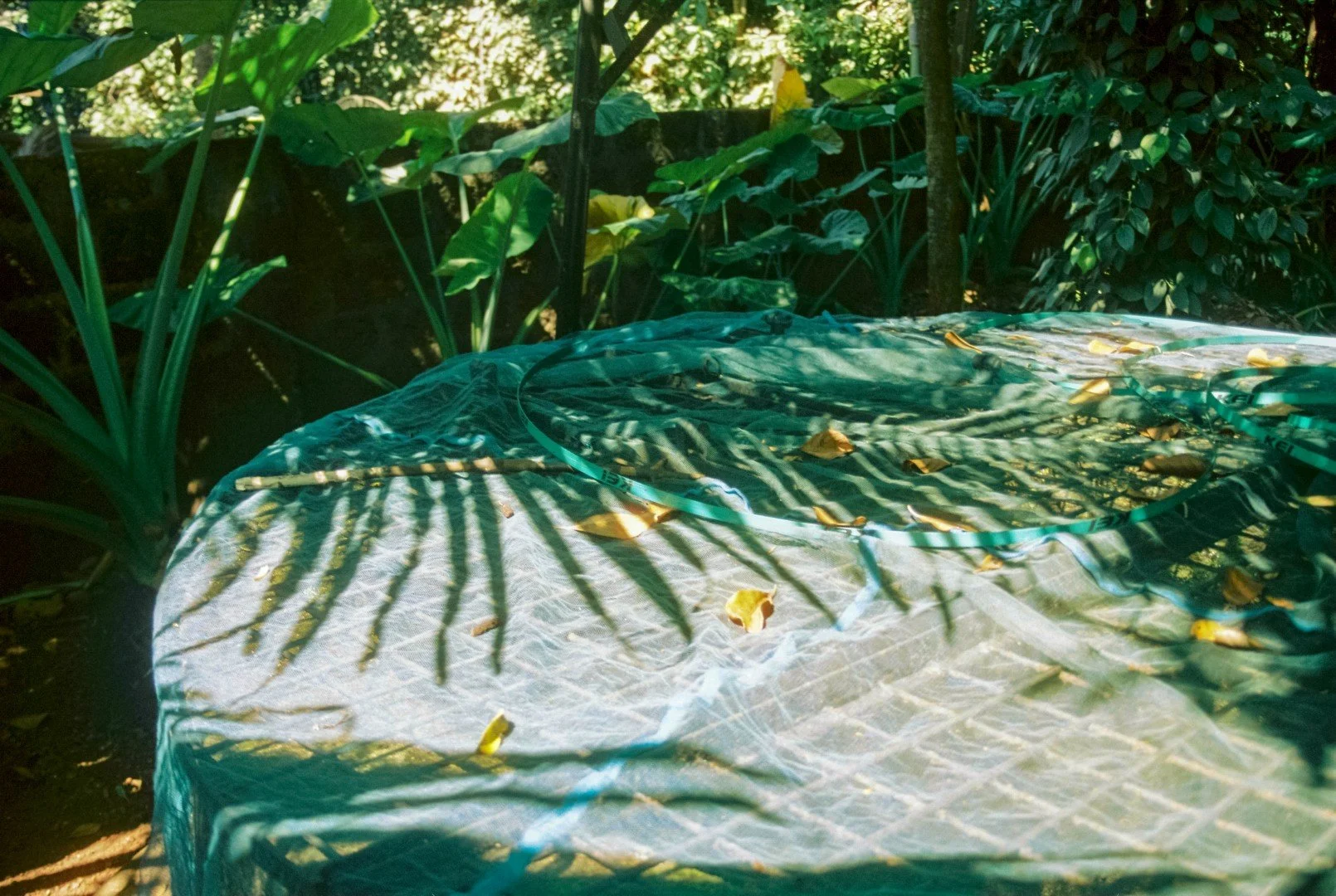 homeward kannur kerala copyright zeashan ashraf (4).jpg