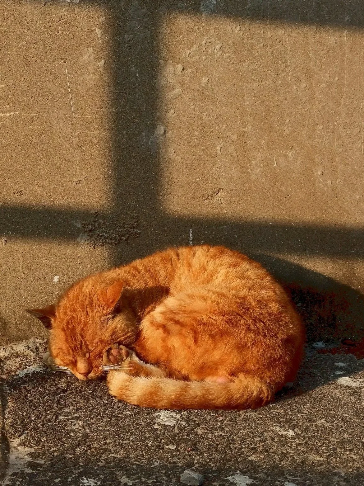 Rescued cat resting comfortably, reflecting MOhome’s support for animal welfare initiatives