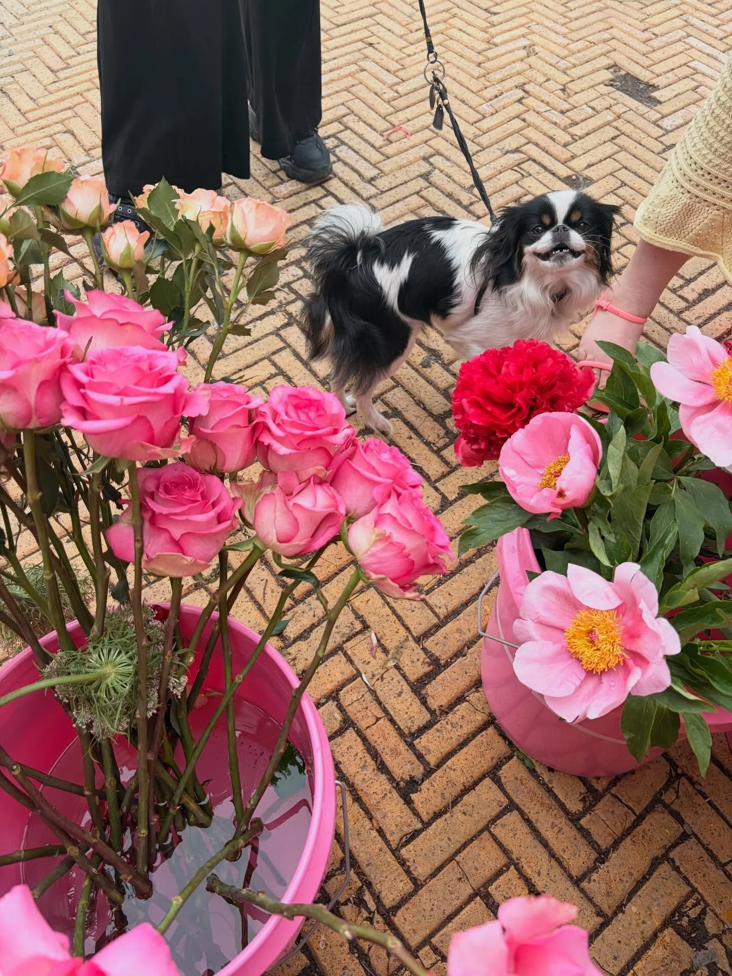 A beautiful weekend of puppies and flowers 🌺