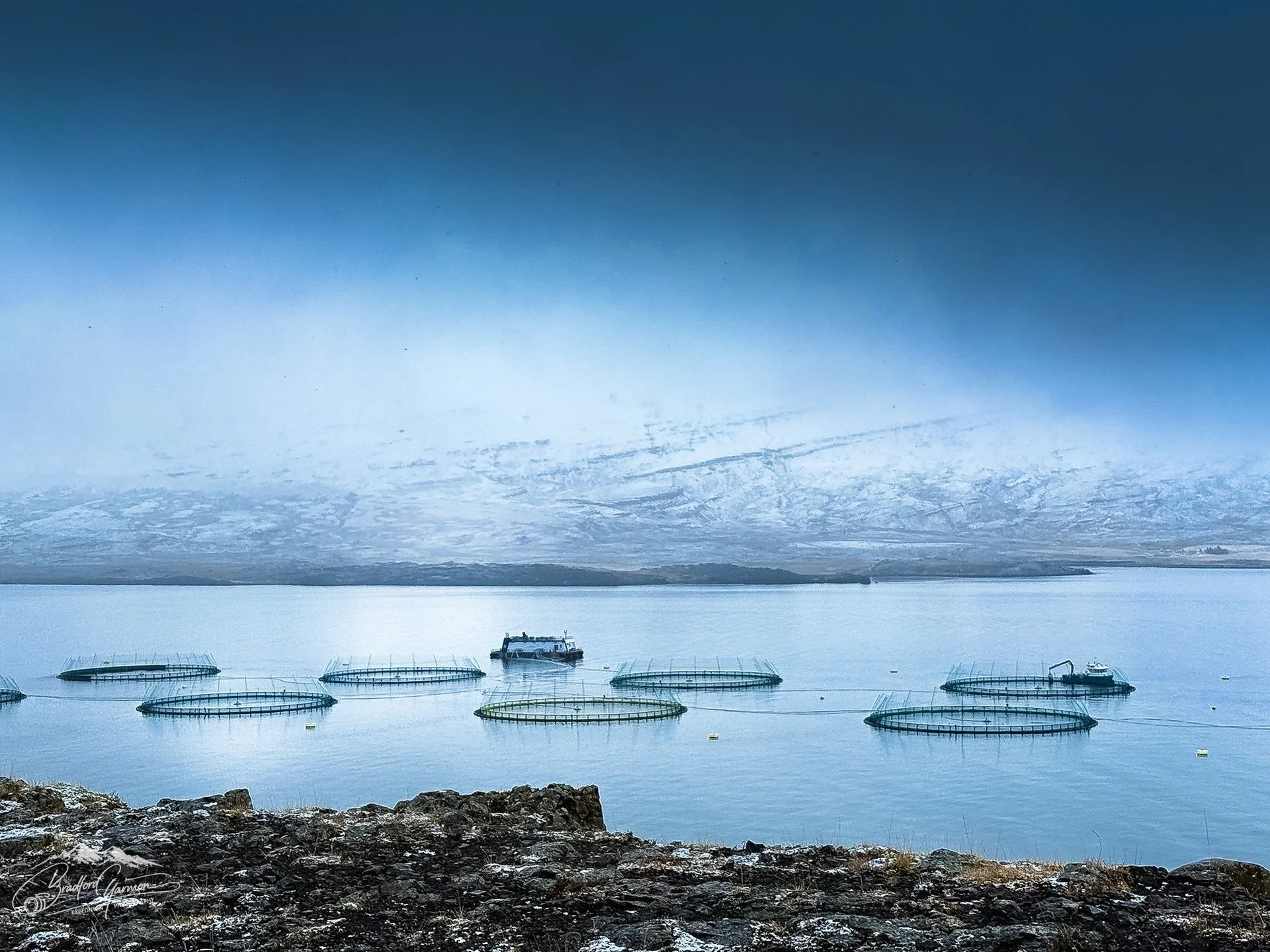 Beneath a low Arctic sky, the still waters of an Icelandic fjord hold a quiet industry. Circular net pens float like geometry drawn into the sea, tethered gently against cold currents and mountain shadows. This is modern Icelandic aquaculture&mdash;p