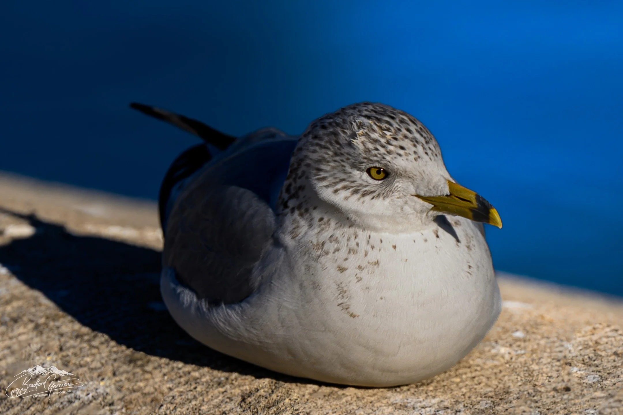 On the edge of the Capitol Reflecting Pool, a ring-billed gull settles into the afternoon light &mdash; a fleeting moment of calm in the shadow of one of America&rsquo;s most enduring landmarks. In that stillness, even something so common becomes qui