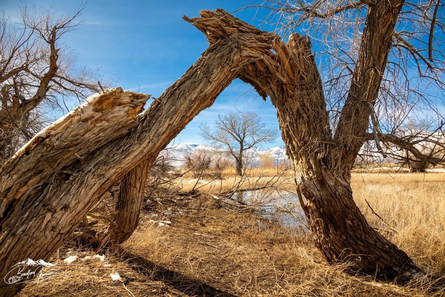 Trees of all sizes match the diversity of the eastern sierra landscapes. #landscapephotographer #getoutside #easternsierra