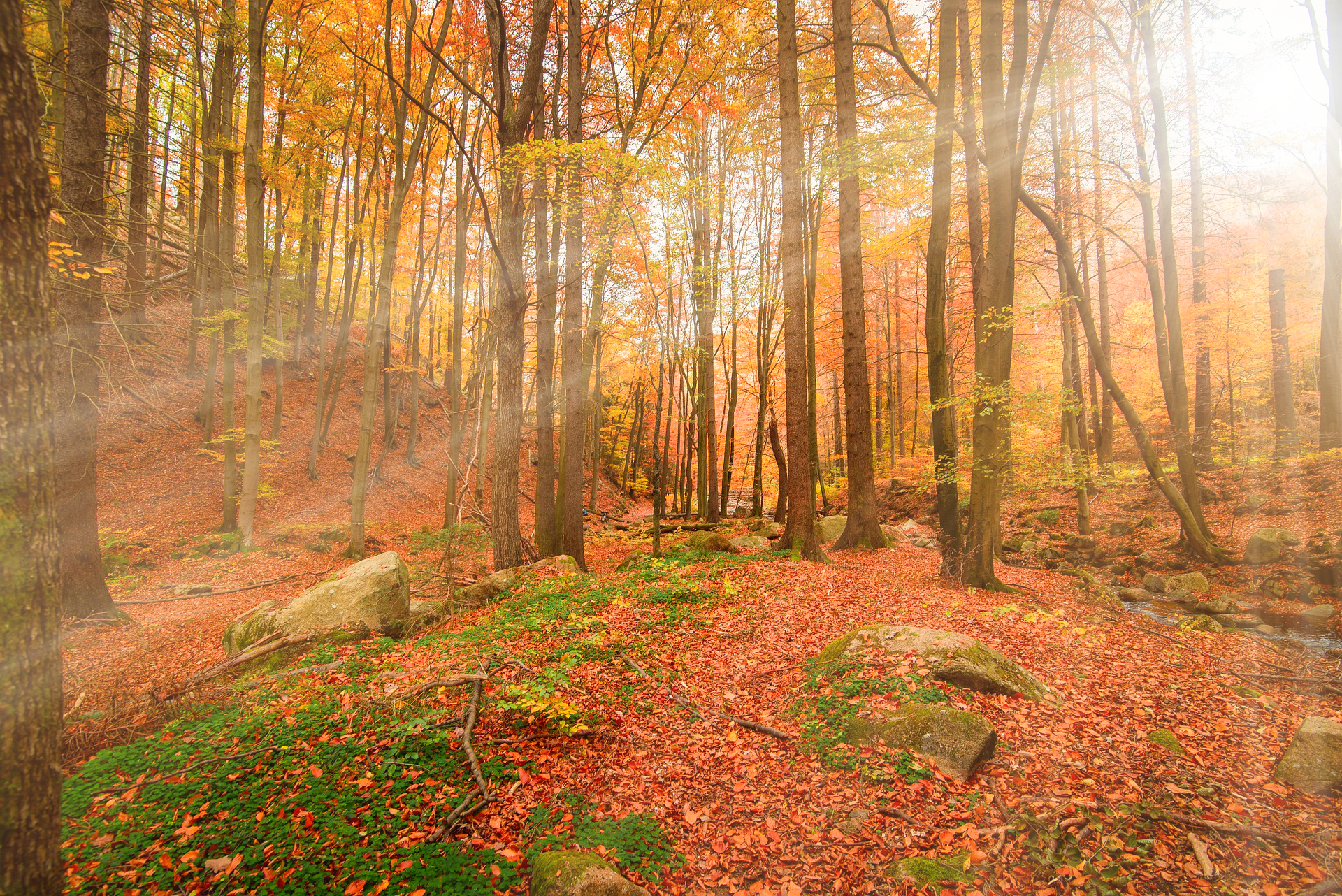Autumn forest scene with tall trees, colorful fall foliage, fallen leaves covering the ground, rocks, and a small stream, illuminated by sunlight