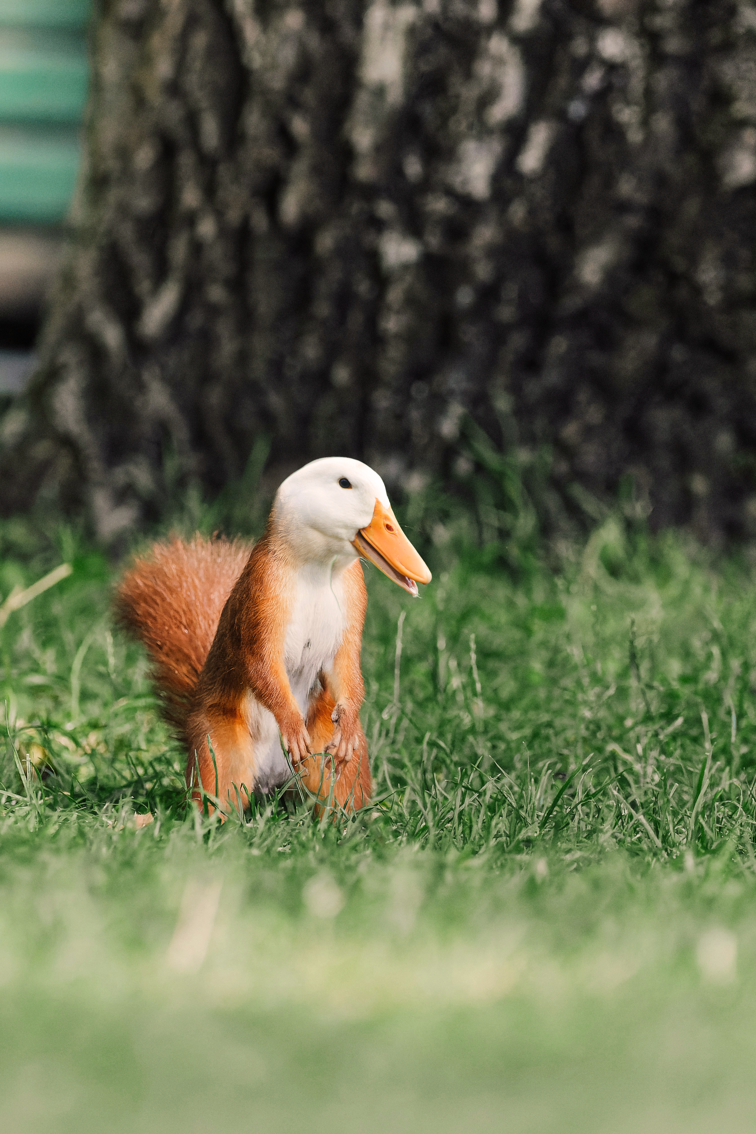 A hybrid animal with the body of a squirrel and the head of a duck, standing on grass near a tree trunk.