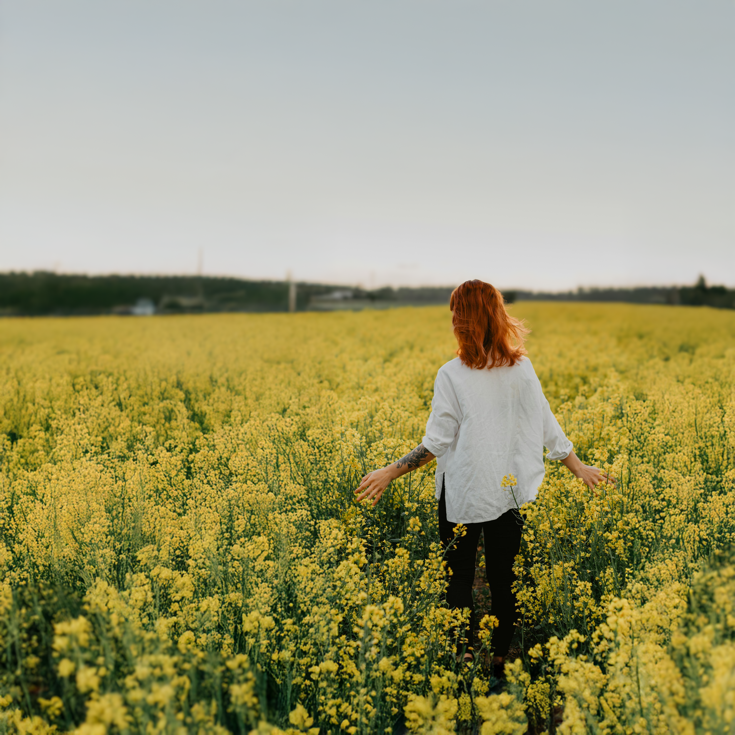 A person with red hair, wearing a white shirt, walking through a yellow flowering field on a clear day.