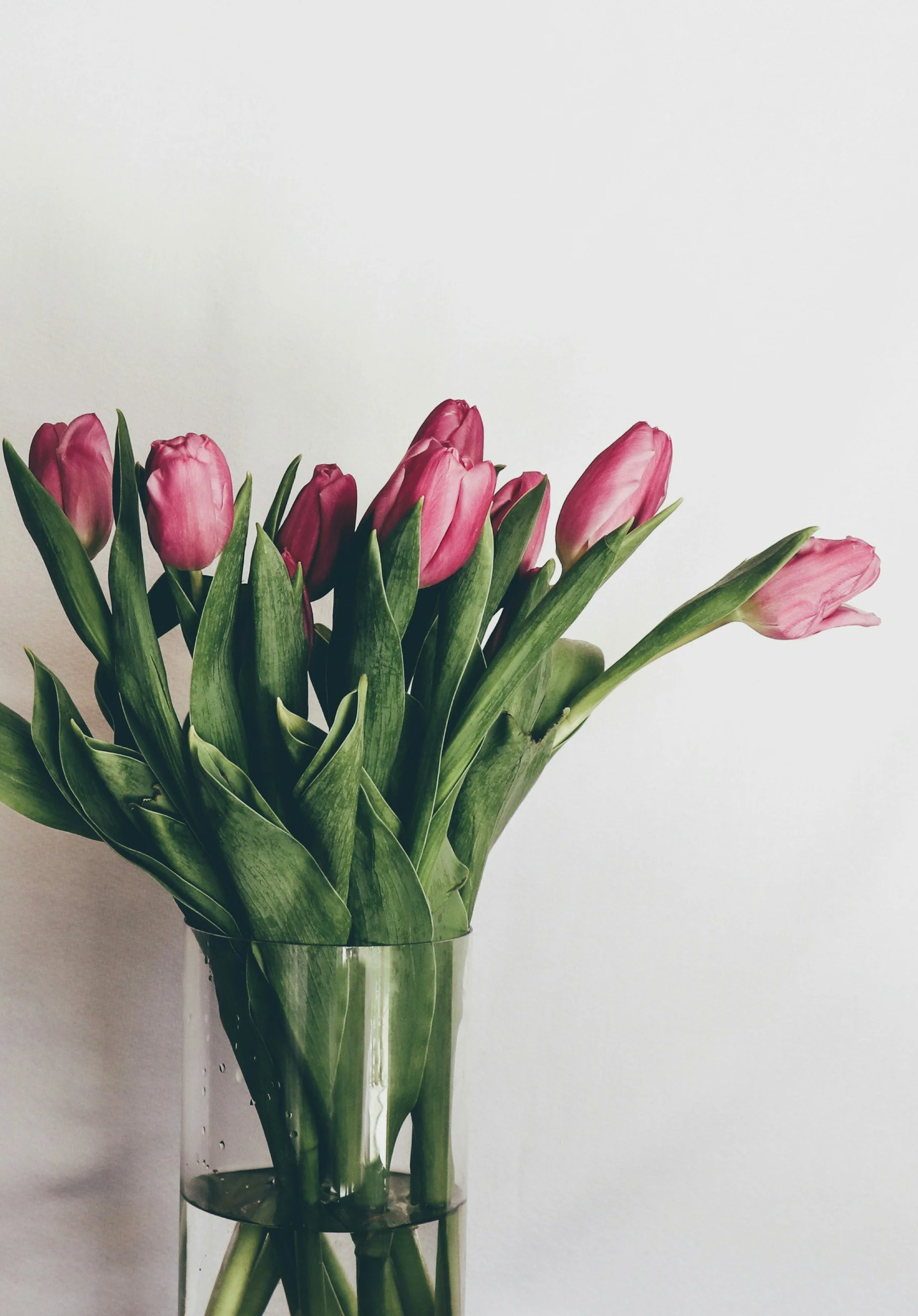 Pink tulips in a clear glass vase against a white background.