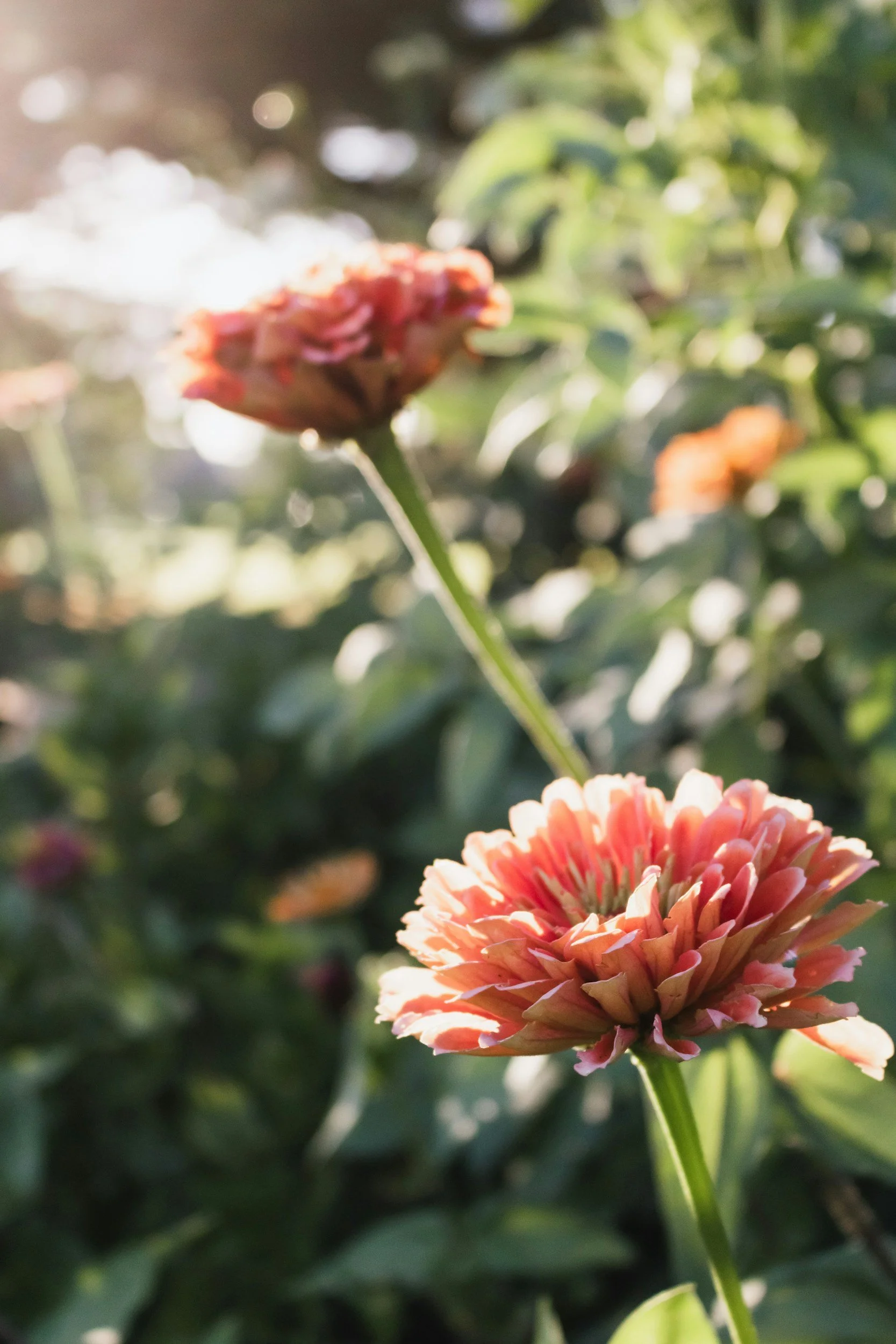Close-up of a pinkish-orange flower blooming on a green stem with green leaves in the background, sunlight shining through.