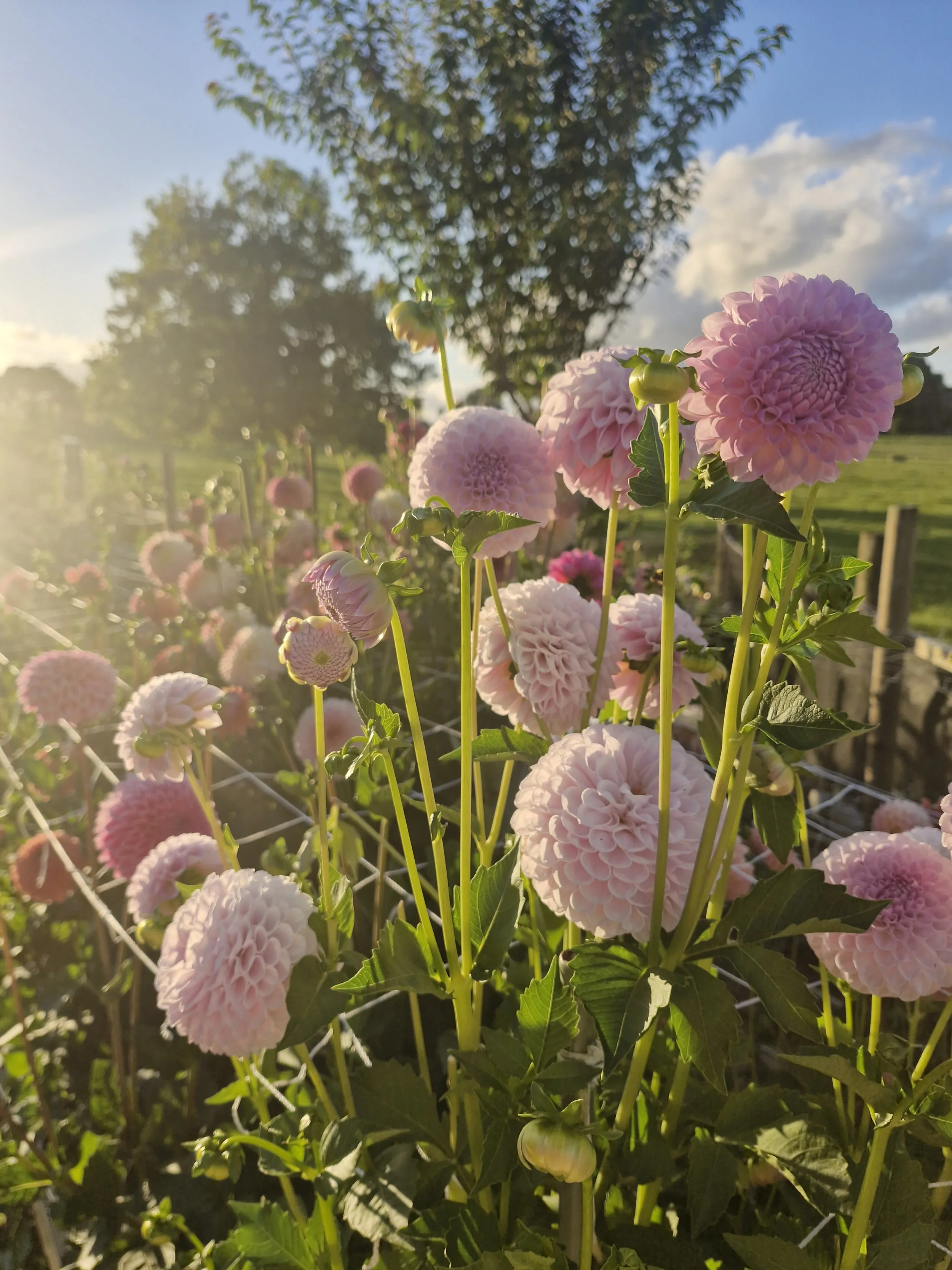 Pink dahlias blooming in a garden with sunlight, green trees and a partly cloudy sky in the background.