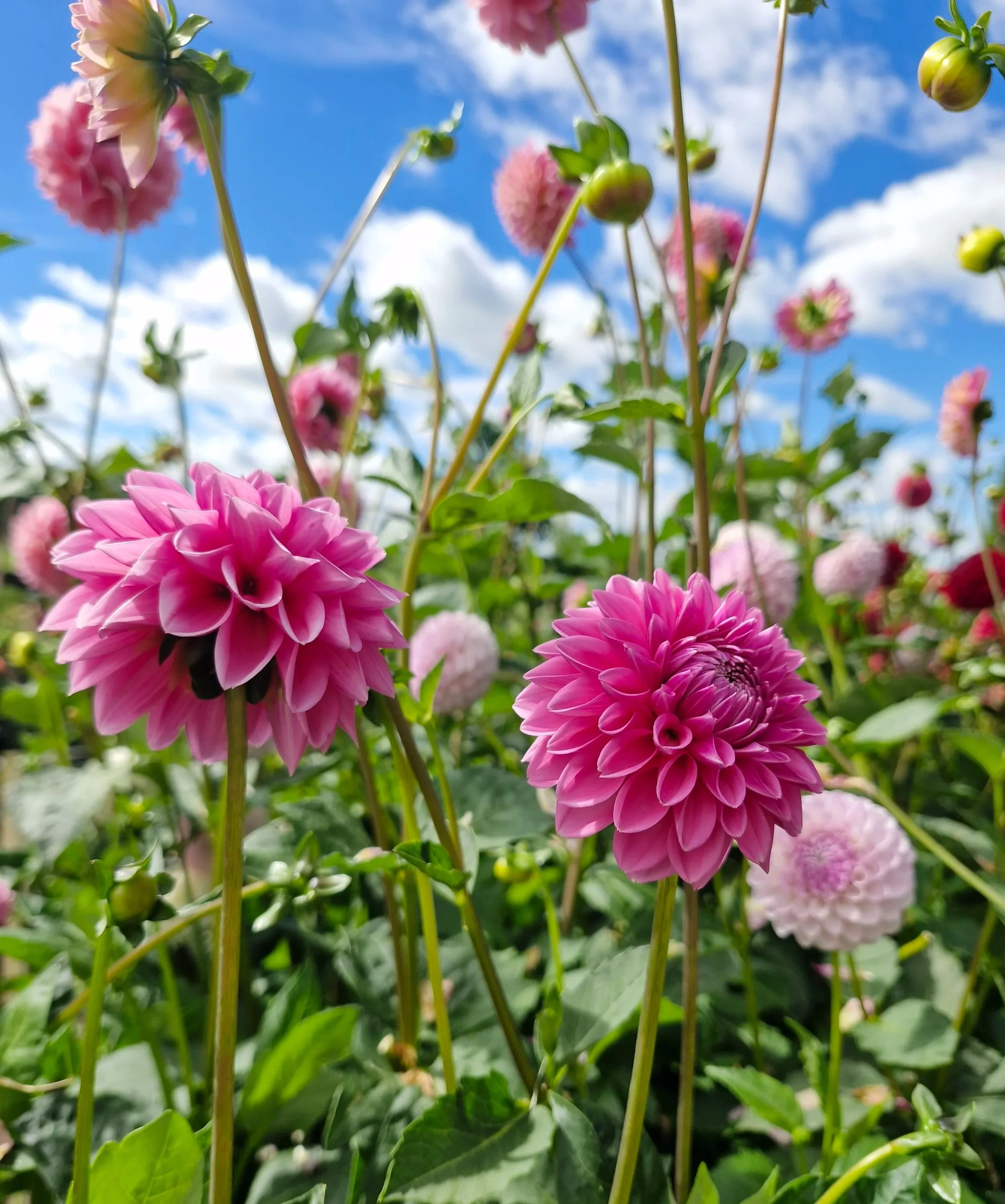Close-up of pink and purple dahlias flowers in a garden with green leaves, under a blue sky with white clouds.