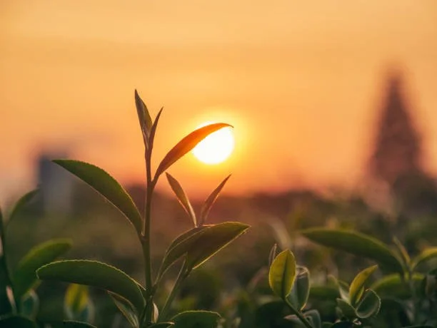 Close-up of green plant leaves at sunset with orange sky in the background.