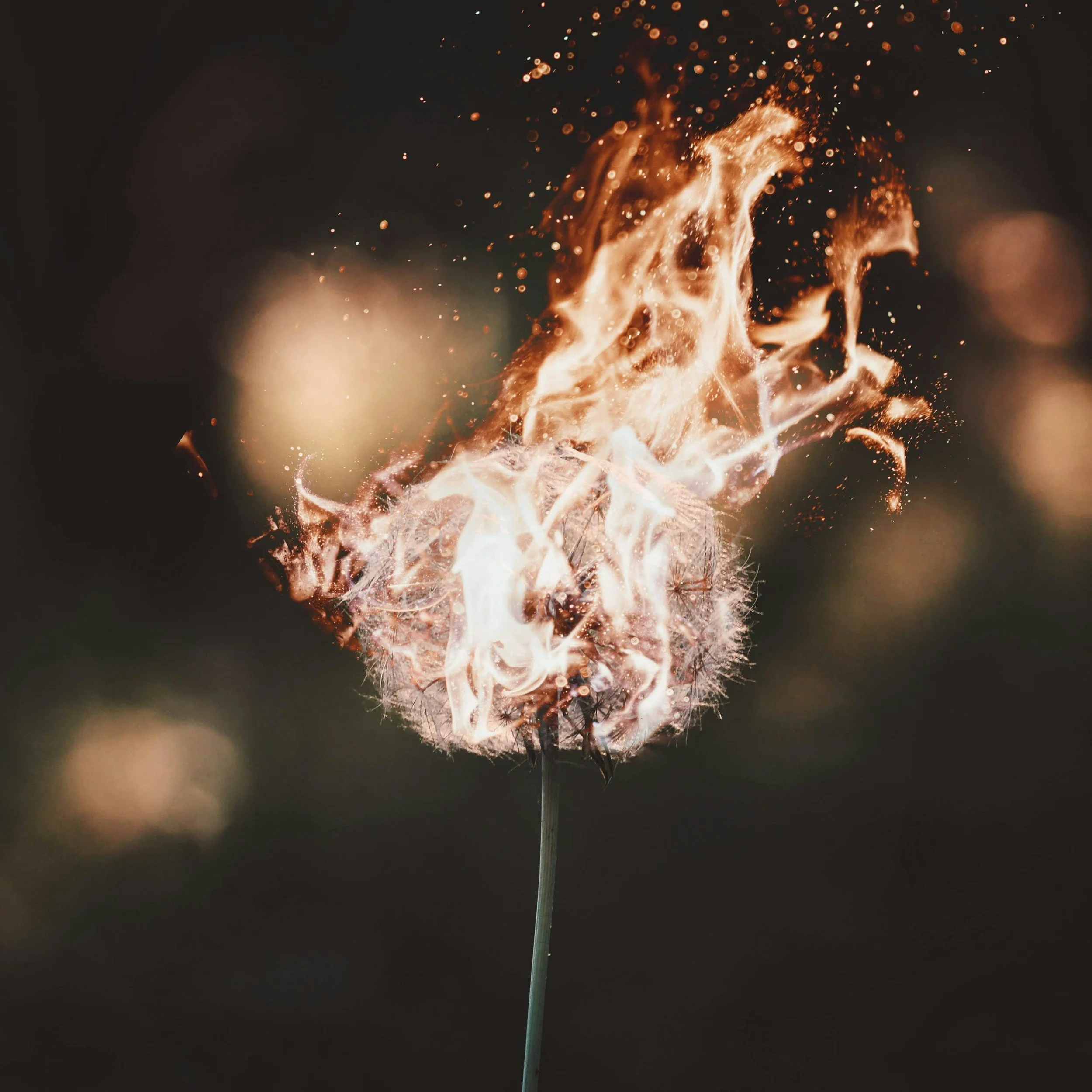 A dandelion puffball on a thin green stem is on fire, with flames and sparks erupting from it against a dark background.