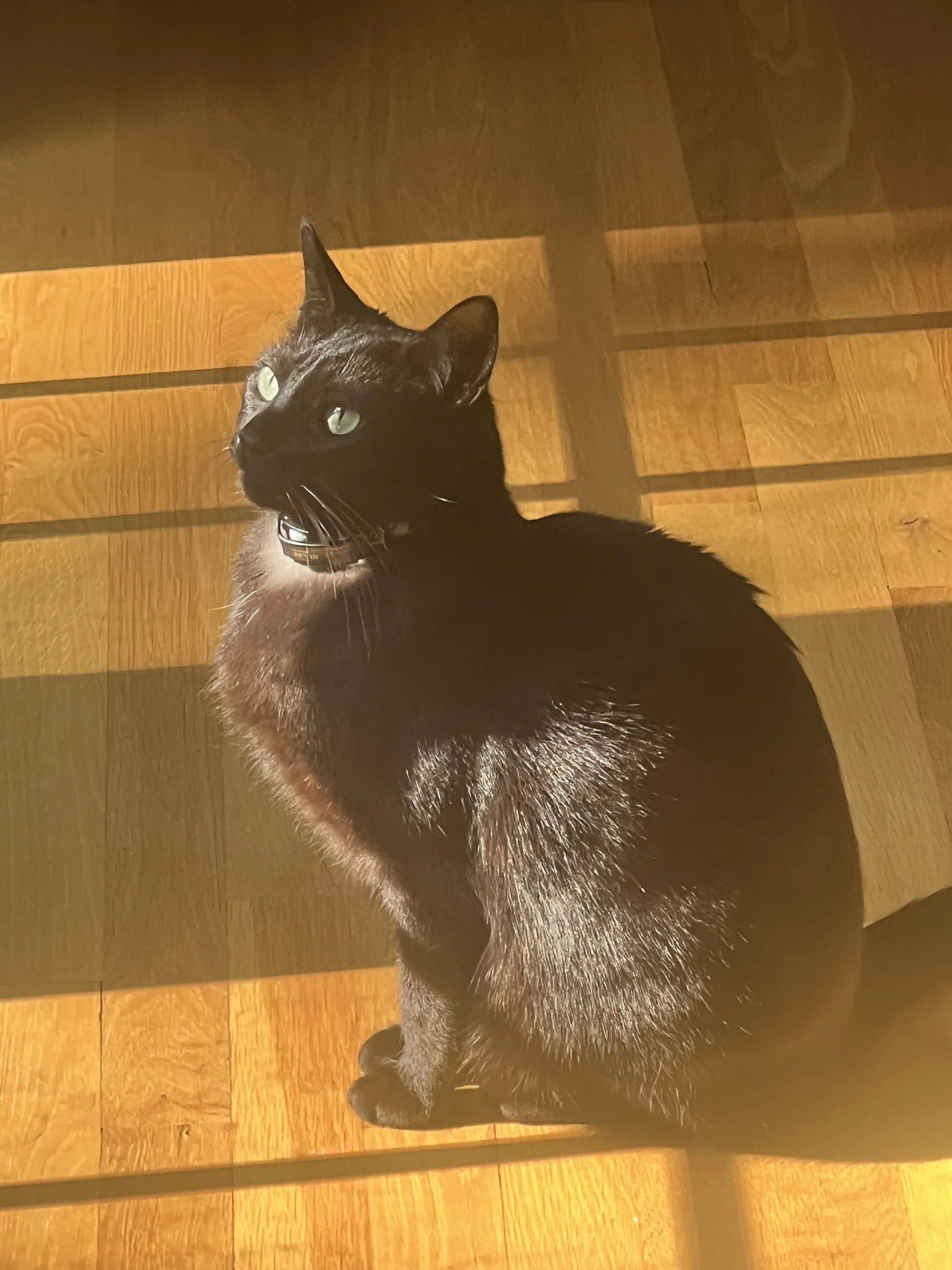 Black cat sitting on wooden floor, looking up with green eyes, sunlight casting shadows.
