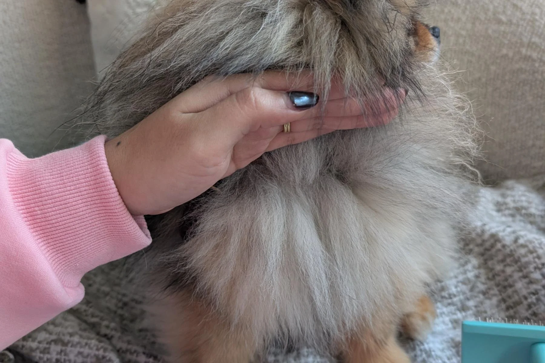 Parting a Pomeranian's coat by hand to demonstrate line brushing technique