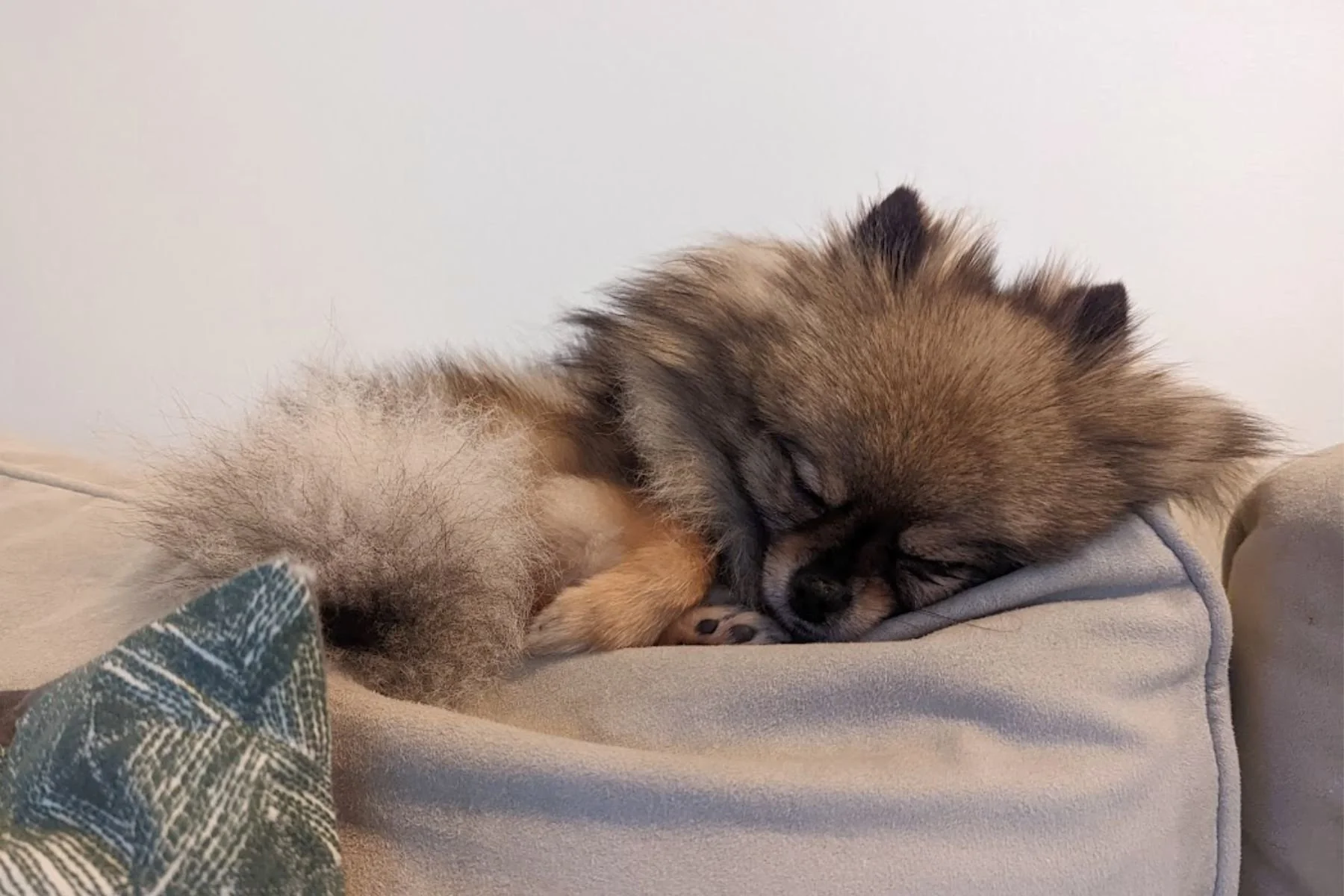 What New Pomeranian Owners Get Wrong (And Why It Matters Later)