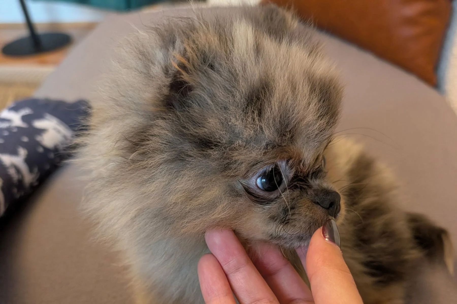 Treating Your Pom Like a Fragile Object (And Why It Backfires)