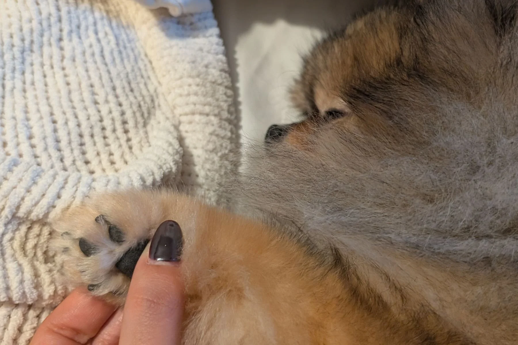 When Grooming Problems Start Long Before the Groomer