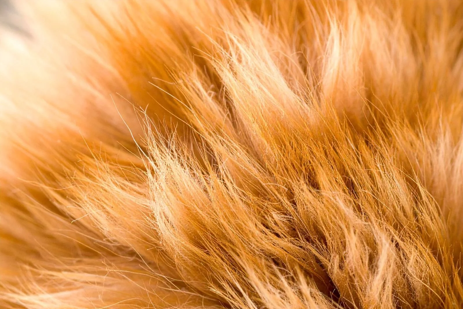 Why Brushing More Often Isn’t Fixing Your Pomeranian’s Coat