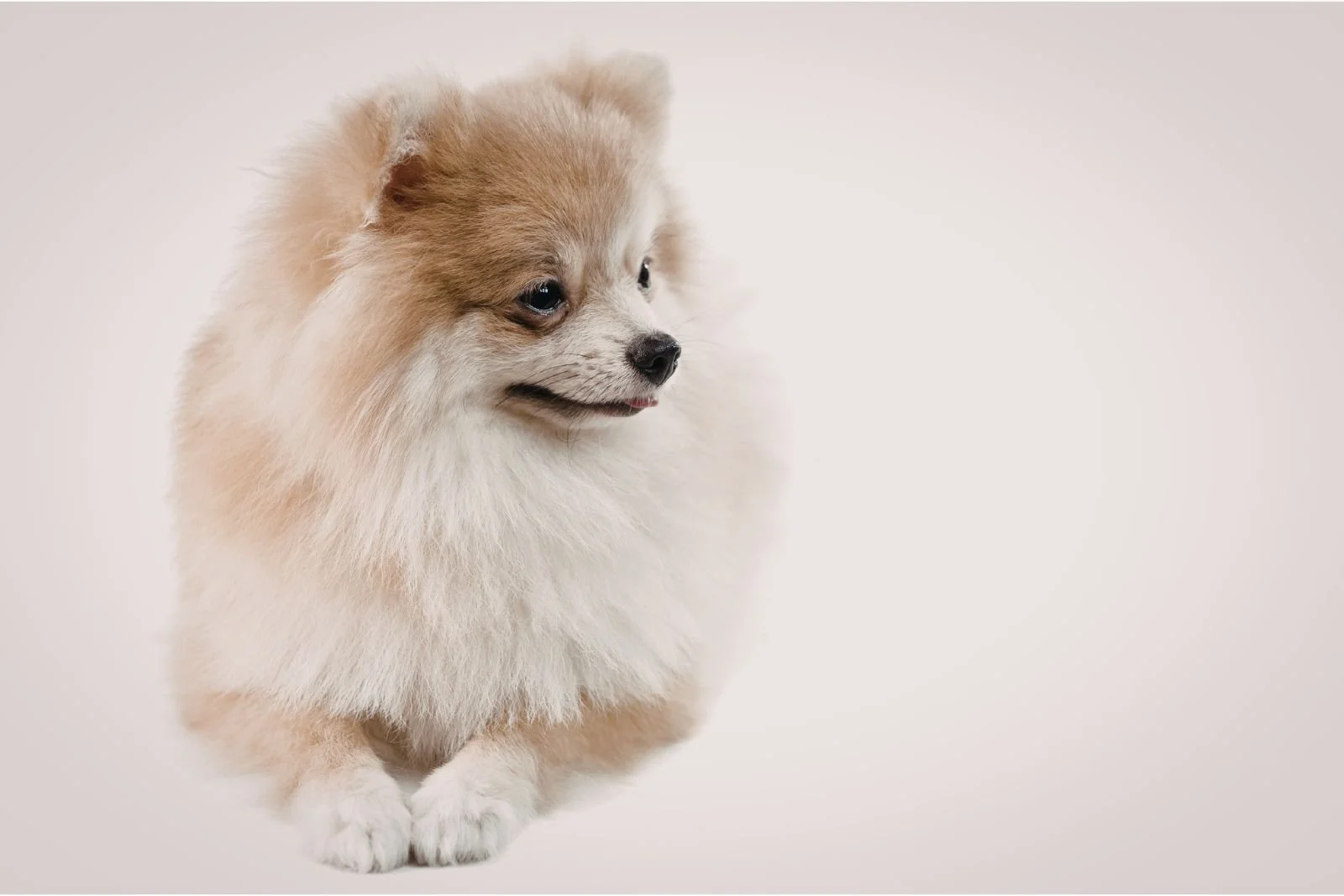 The Part of a Pomeranian’s Coat Most Brushes Never Touch