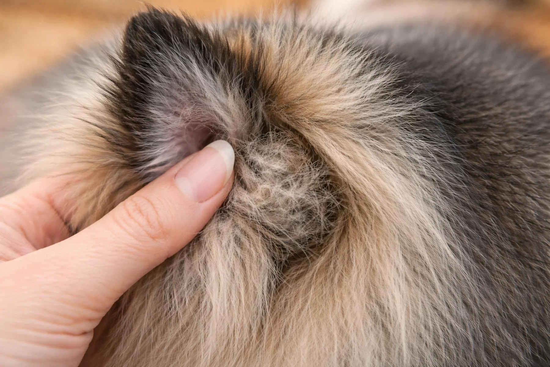 How to Detangle a Matted Pomeranian (Without Shaving)