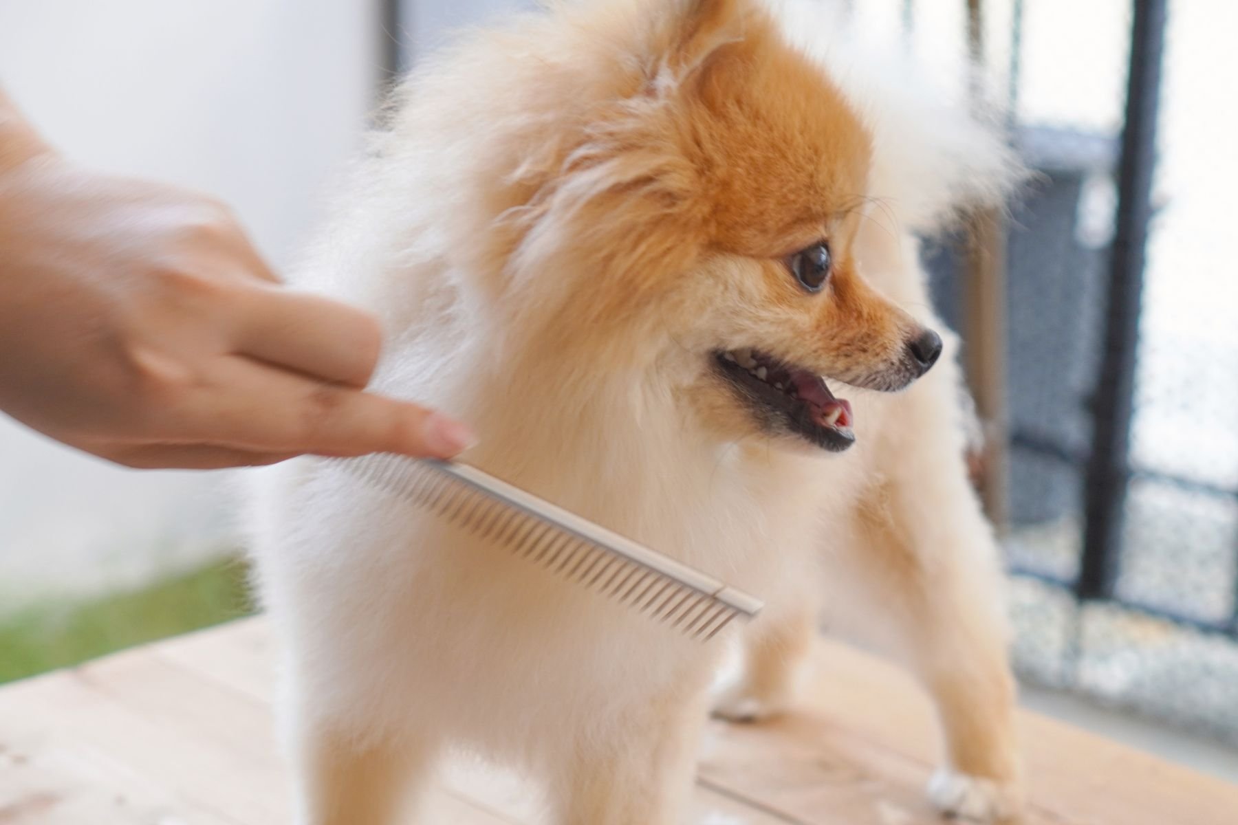 The Best Comb for Pomeranian Undercoat (And How to Actually Use It)