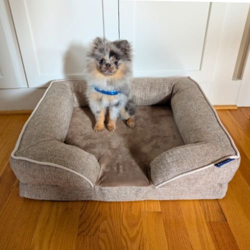 Pomeranian puppy on Frisco orthopedic dog bed in small beige