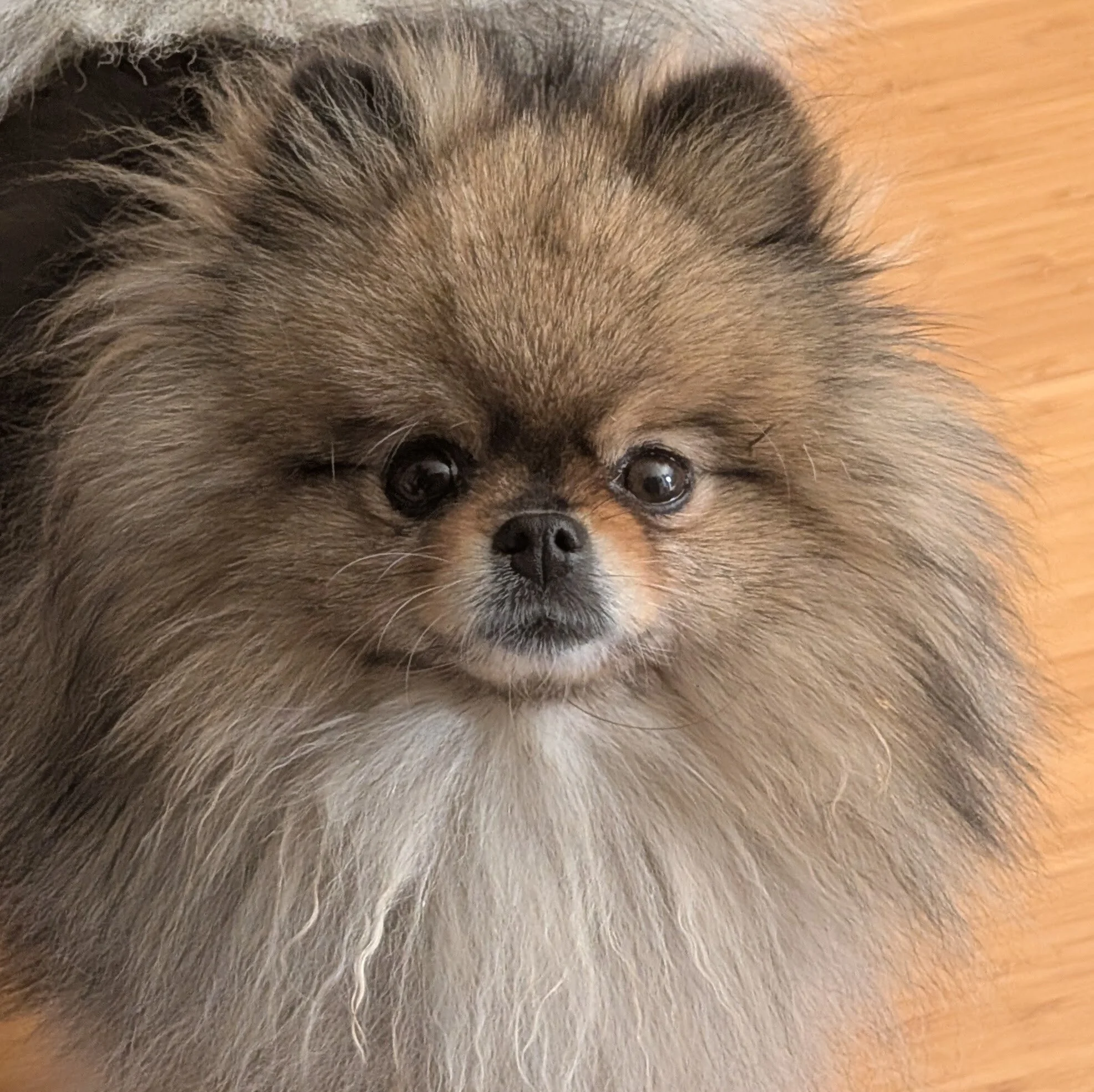 A fluffy Pomeranian dog with a full coat of brown, black, and white fur, looking directly at the camera, with a wooden floor background.