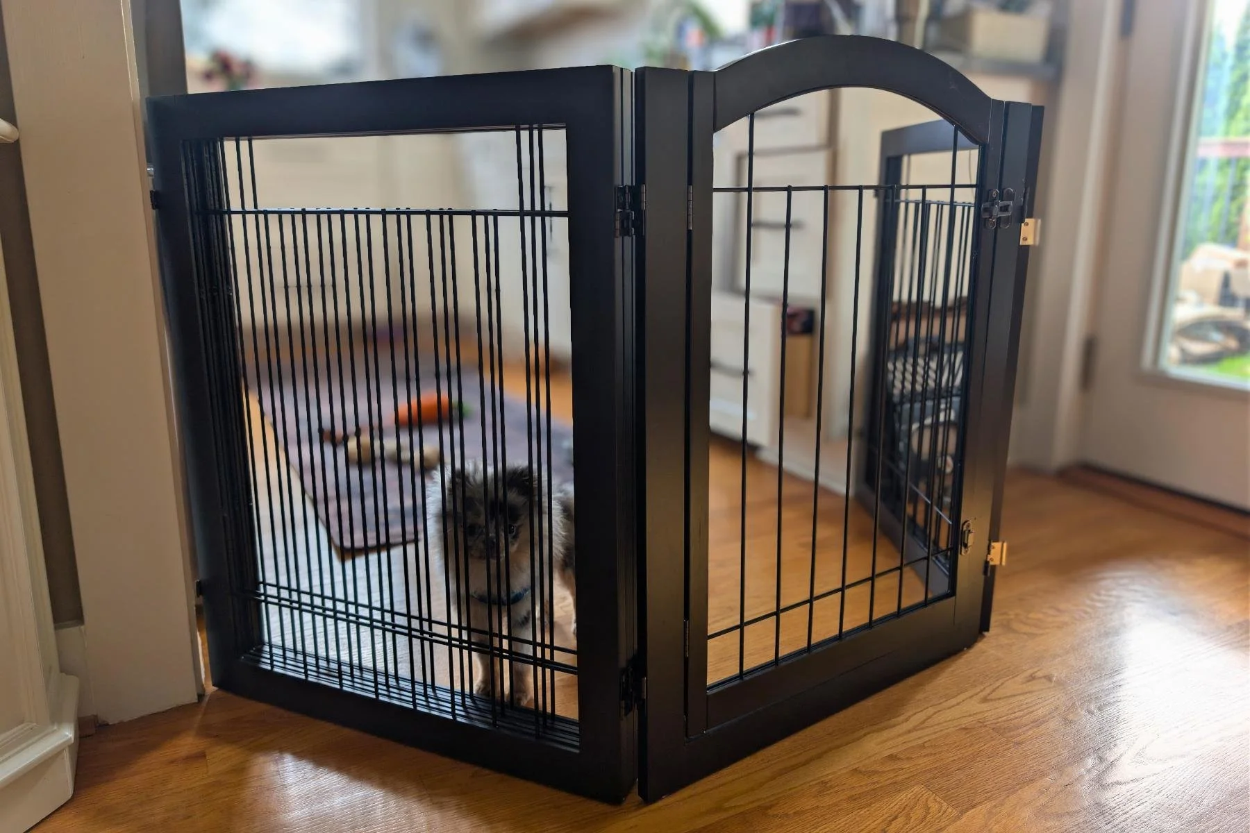 The Best Dog Gate for Pomeranians (That Doesn't Ruin Your Home)