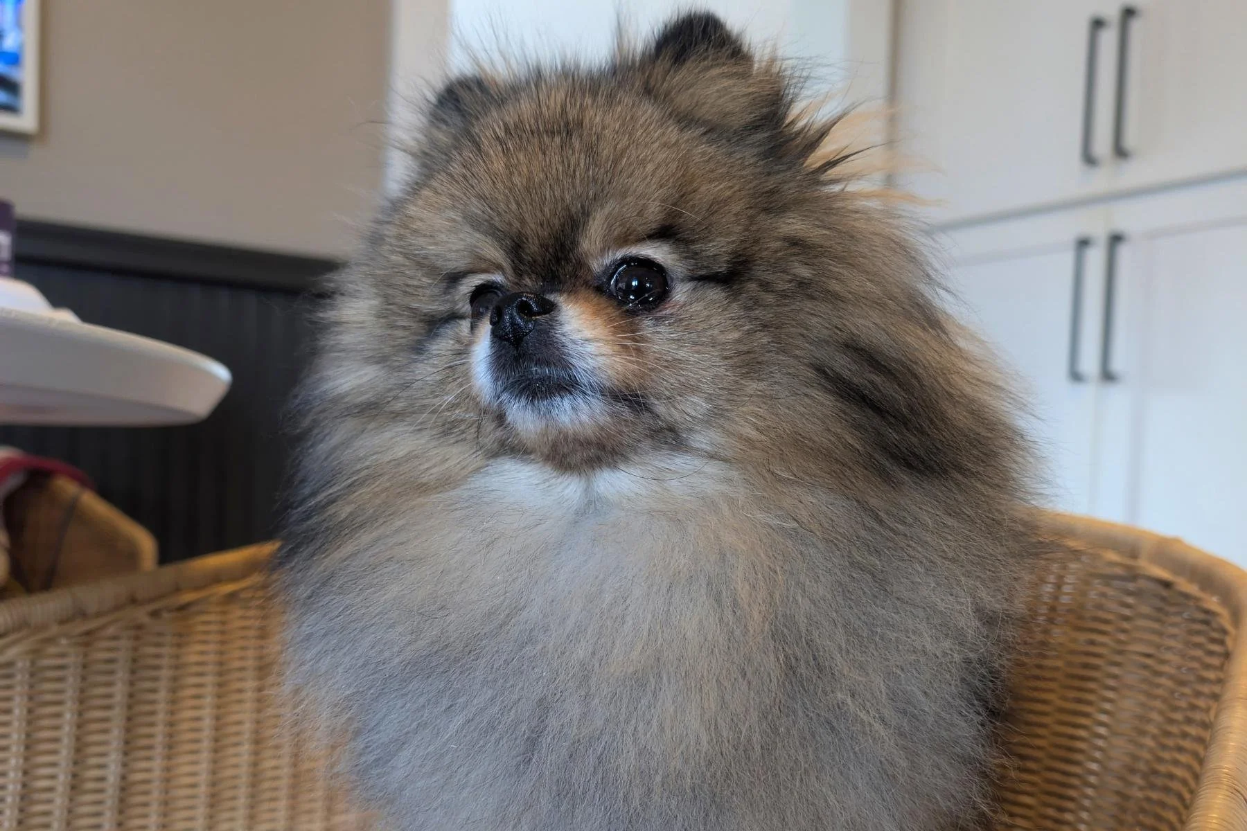 Wolf sable Pomeranian sitting in a wicker chair, freshly groomed, with full ruff and shaped coat visible.
