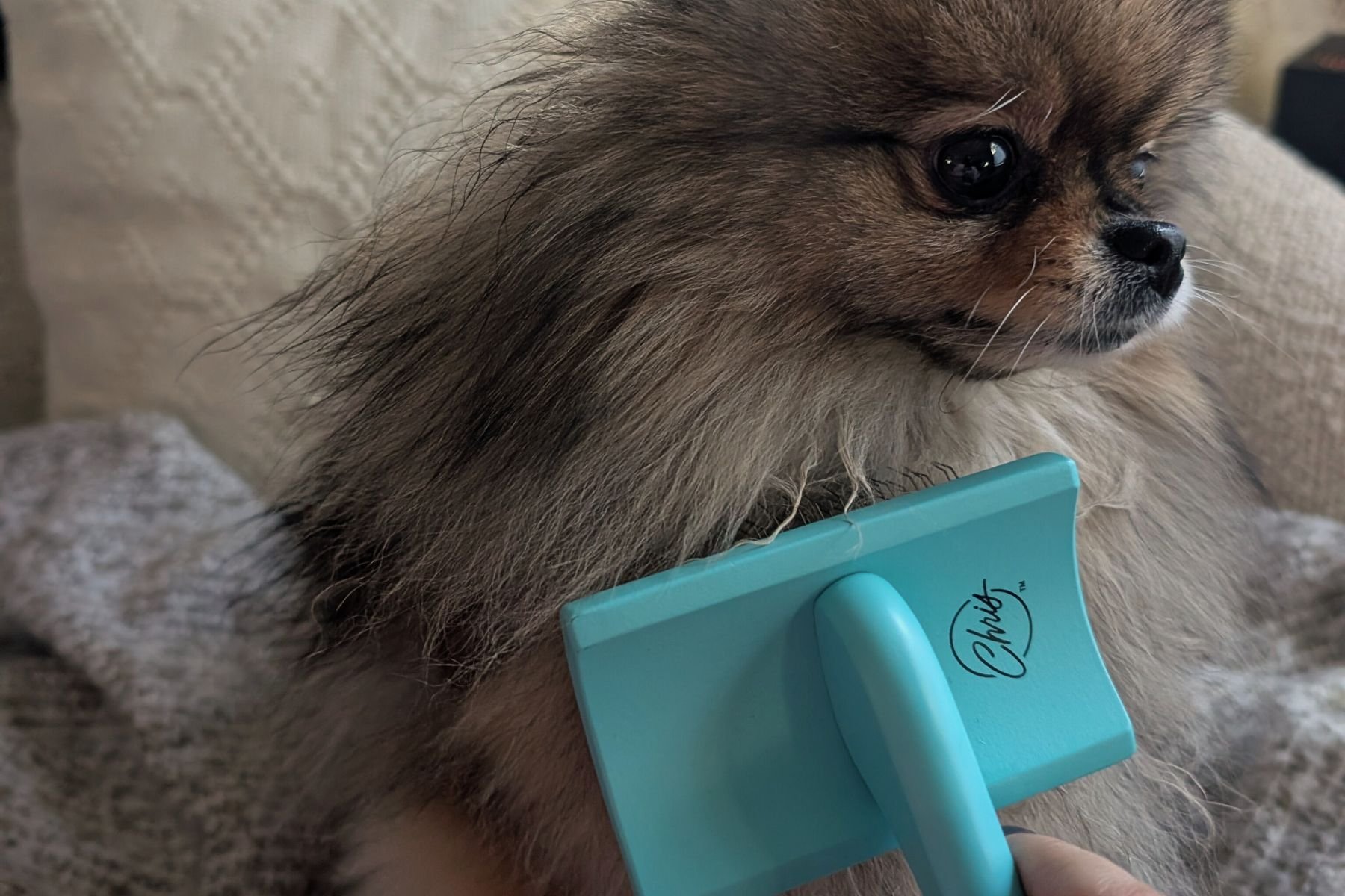 Brushing a Pomeranian double coat using a long pin slicker brush