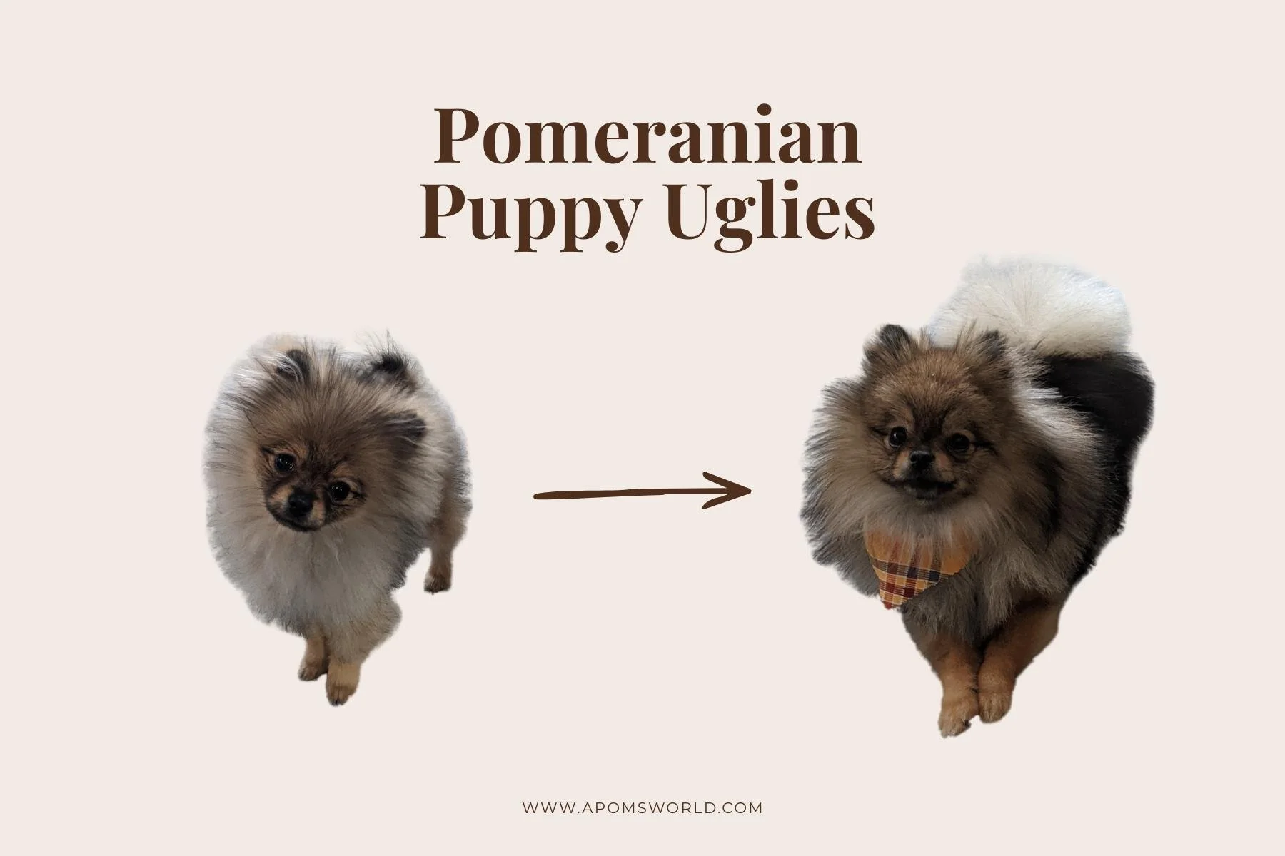 Beignet during Pomeranian puppy uglies (left) and with his full adult wolf sable coat (right)