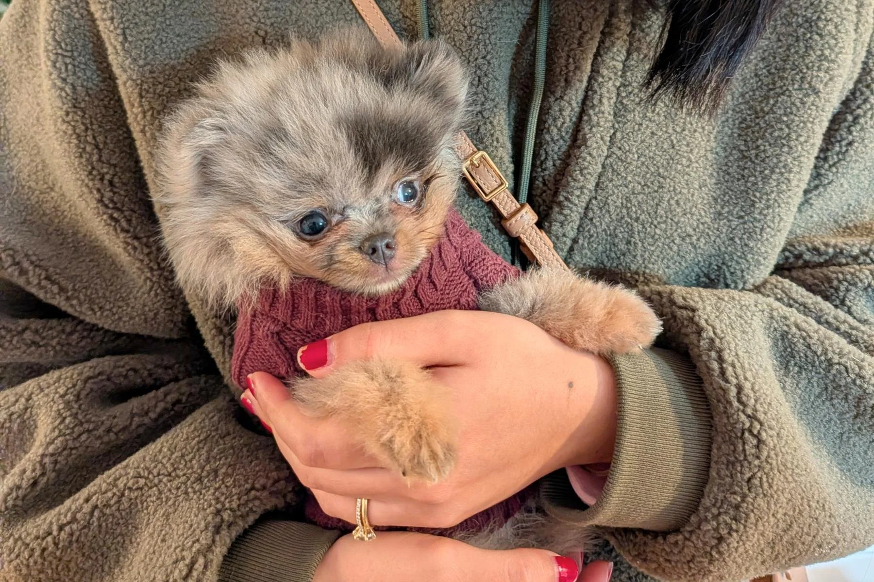 10-week old blue merle Pomeranian puppy being cradled during his first week in his new home