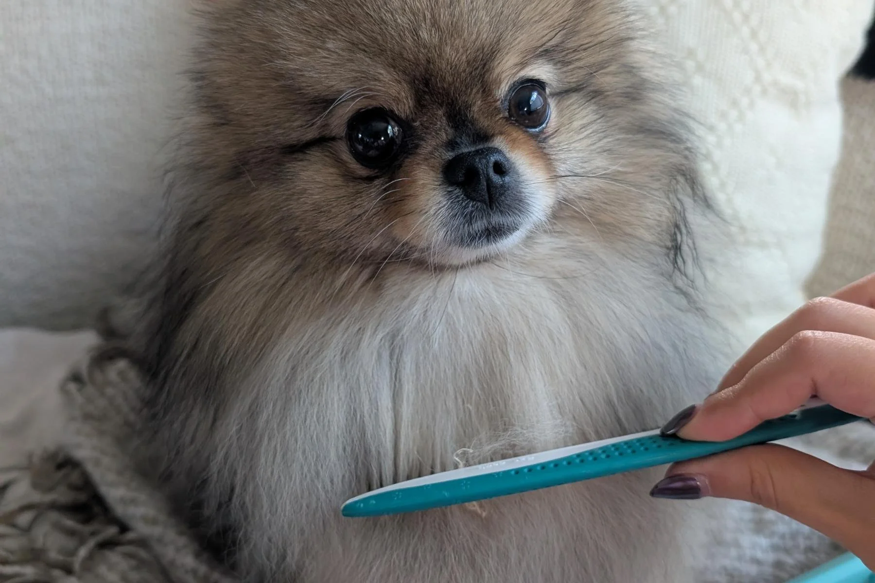 Pomeranian being combed with a greyhound comb