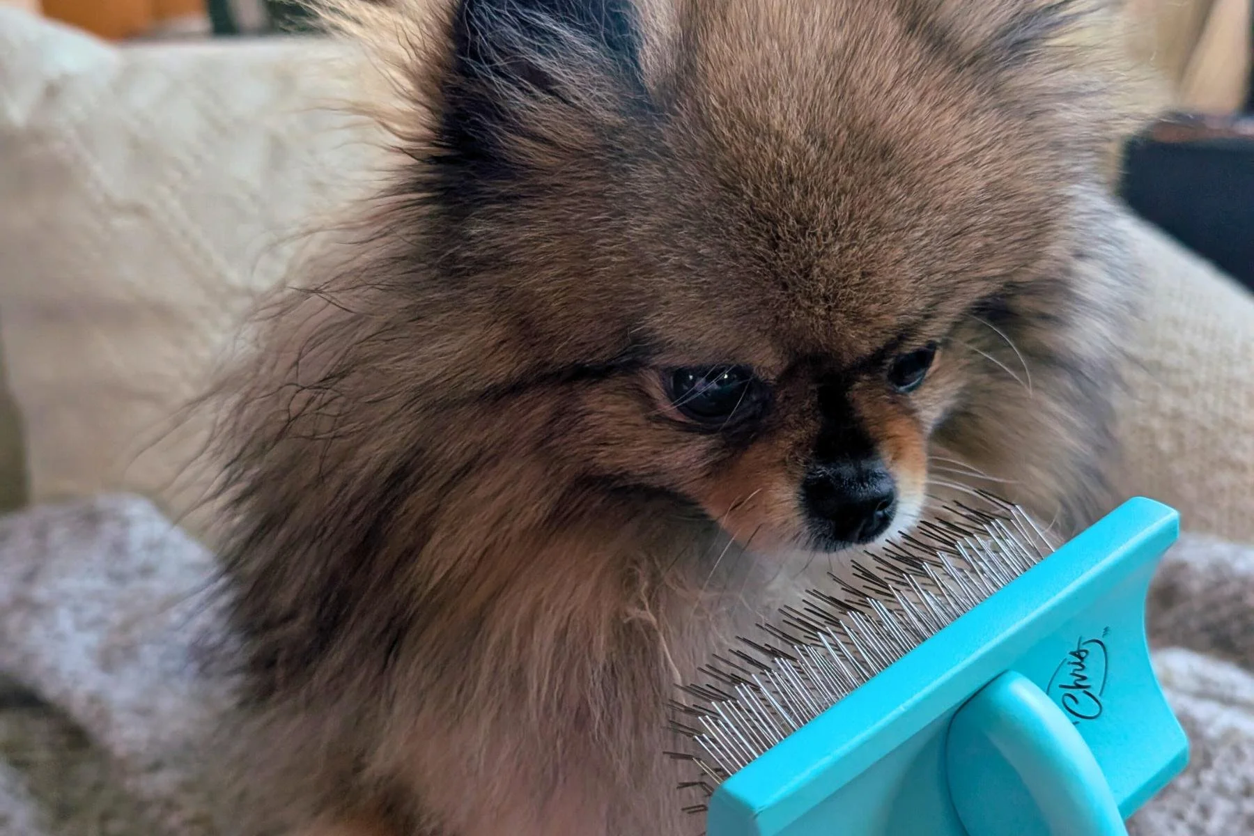 Pomeranian being brushed with a slicker brush